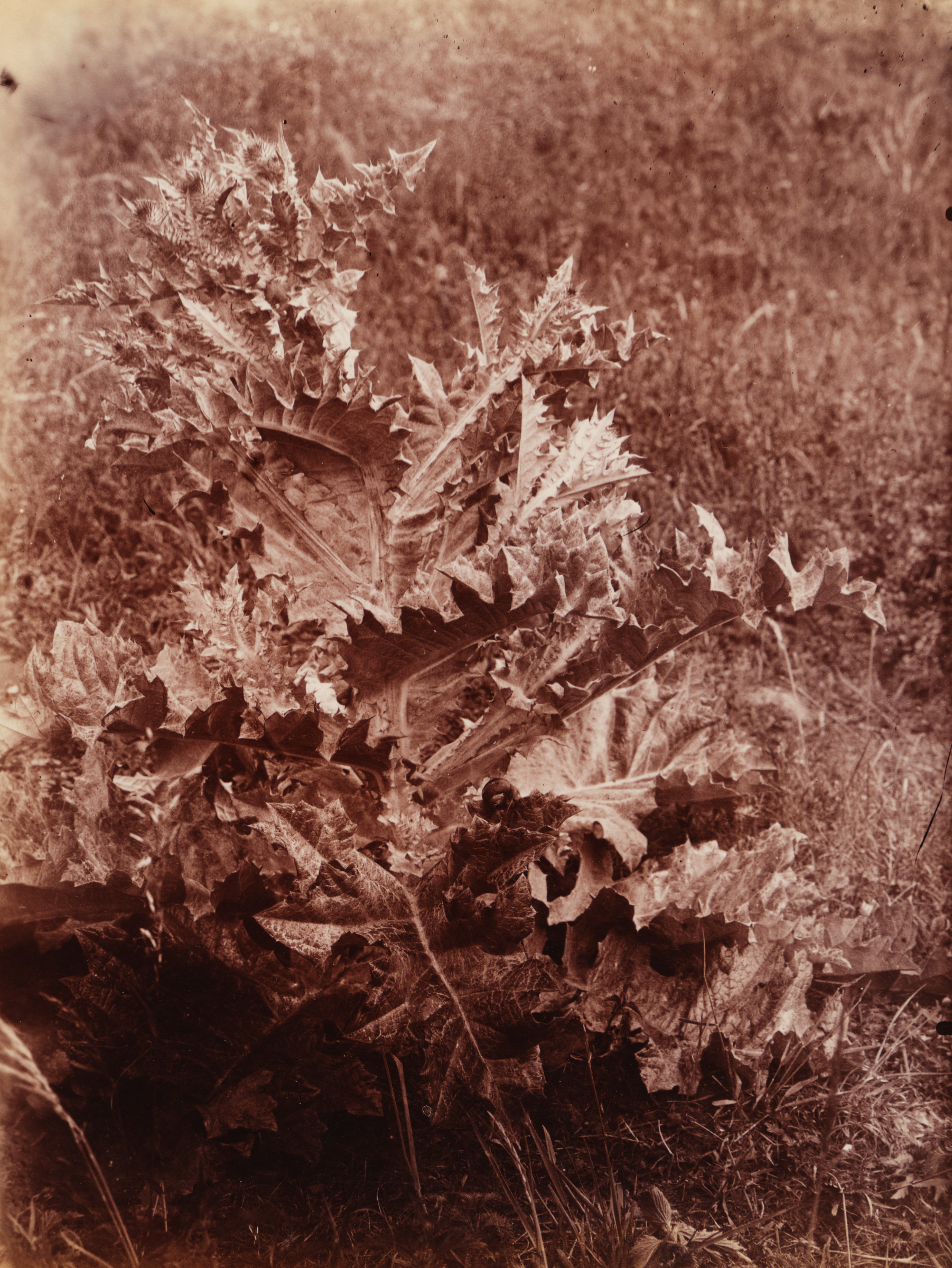 Chardons (thistles)