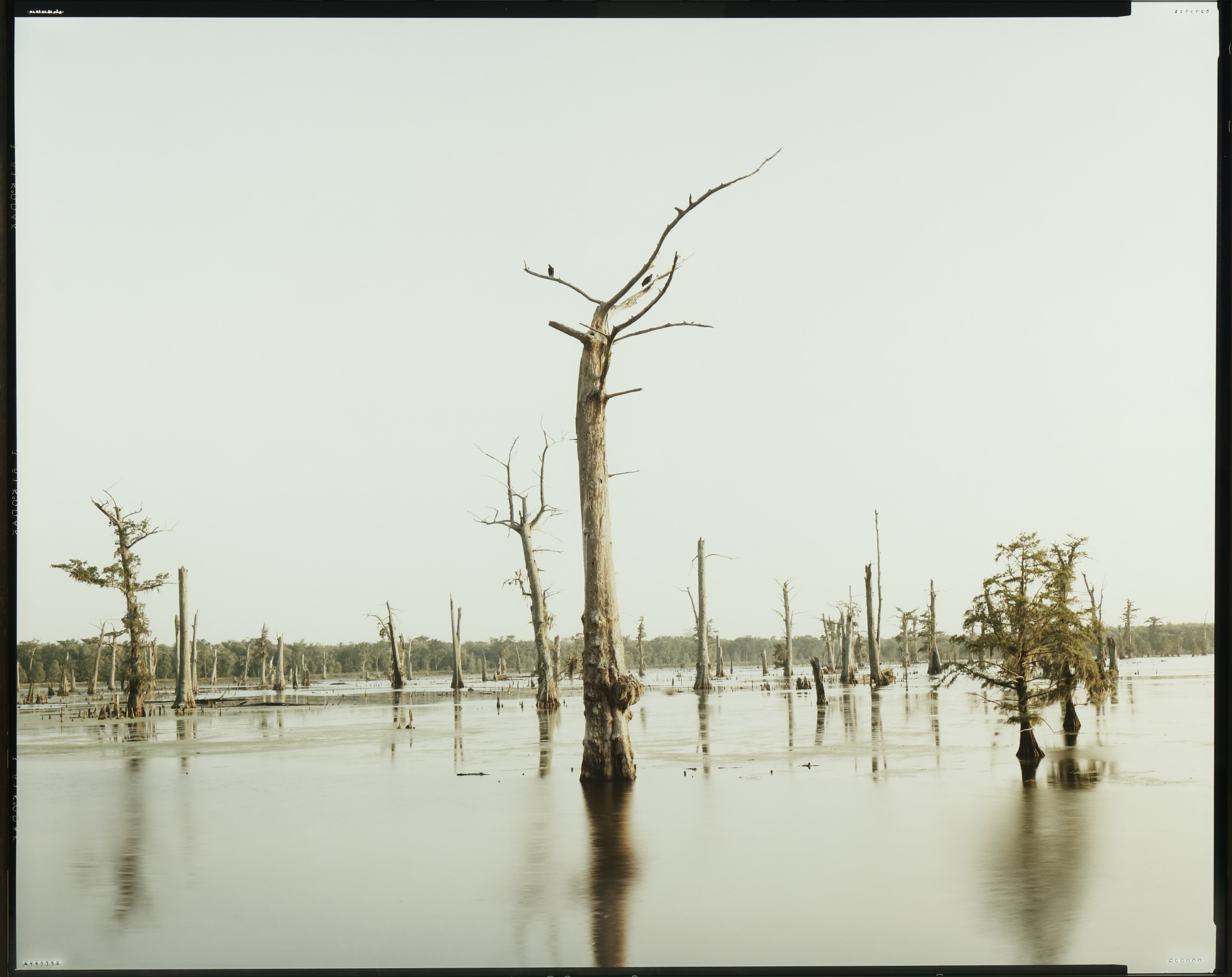 Cypress Swamp, Alligator Bayou, Prairieville, Louisiana