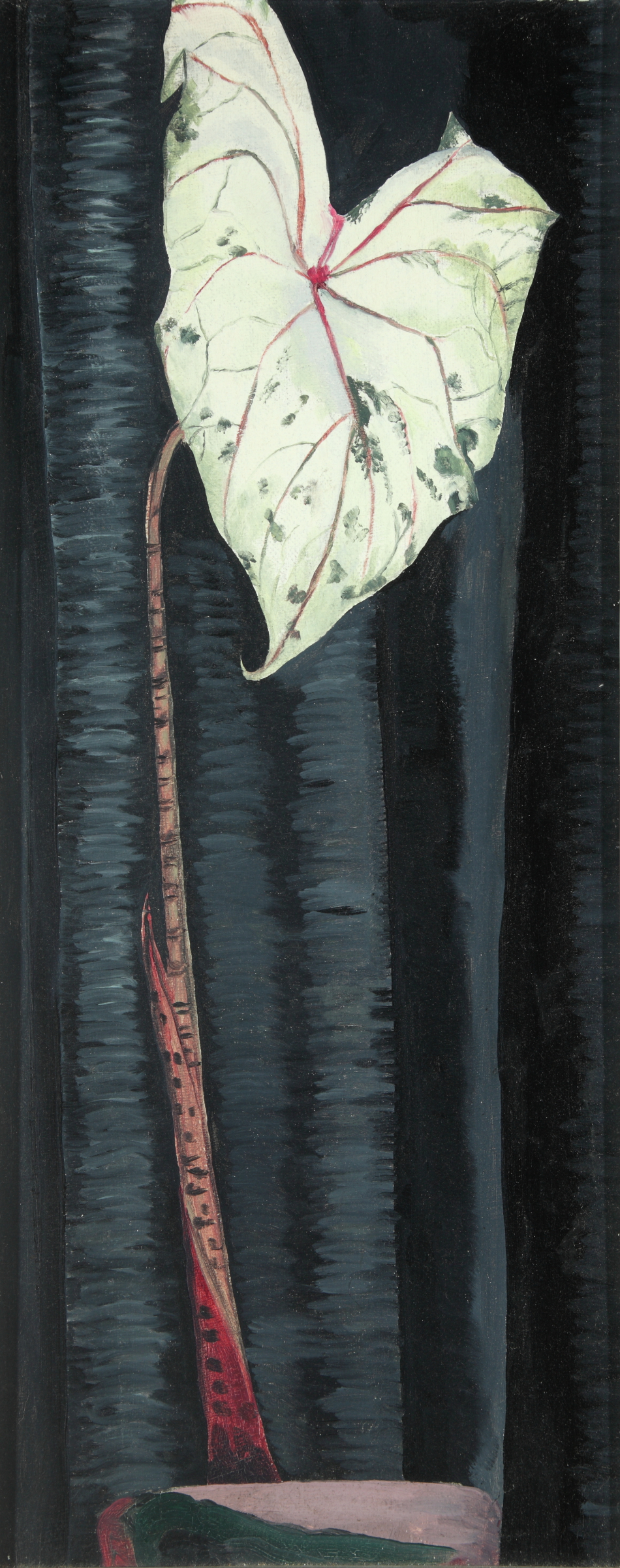 White Plant