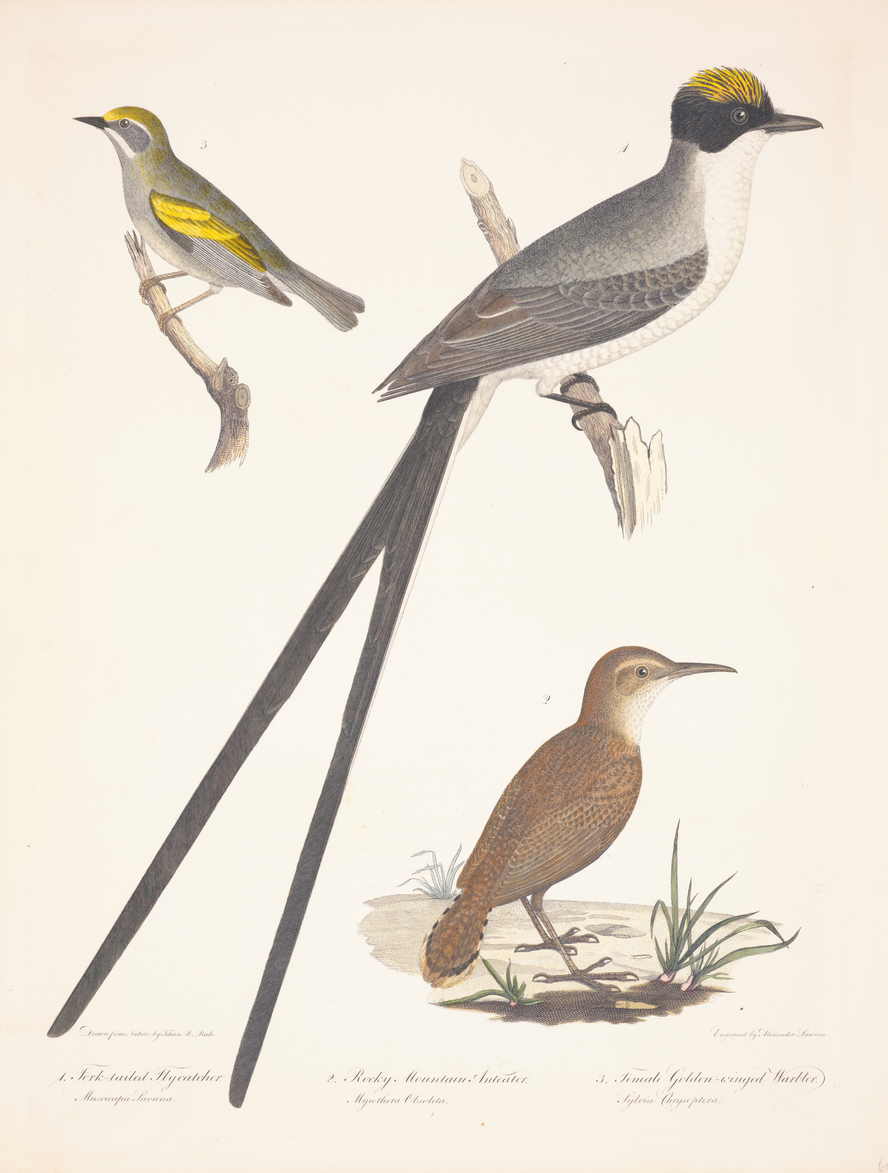 Fork-Tailed Flycatcher…