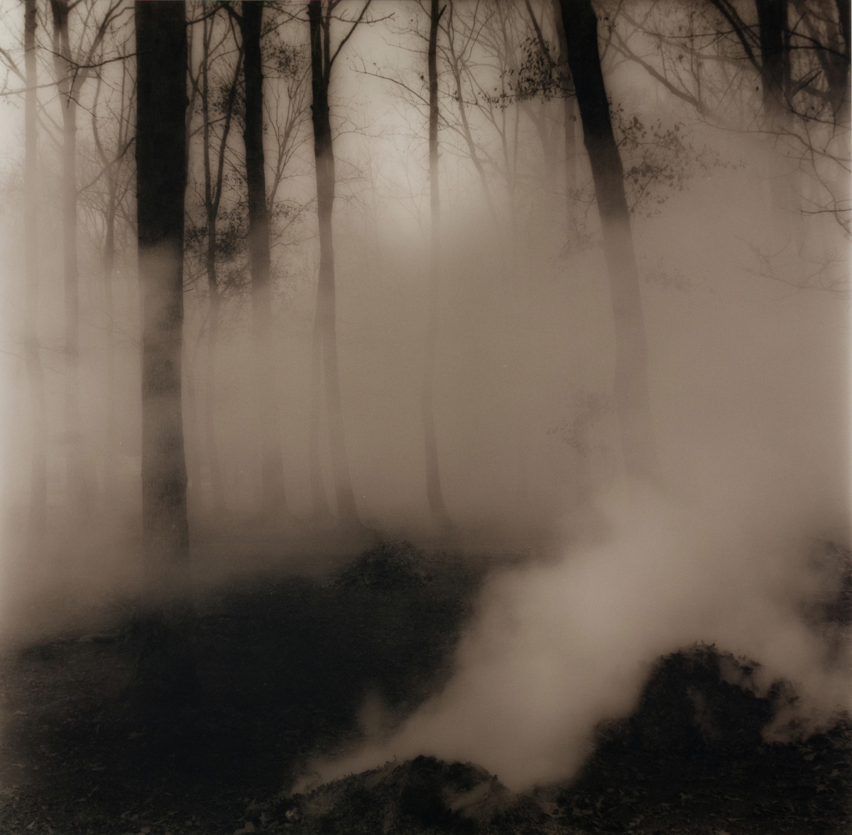 Trees & Smoke #1, Grand Coteau, LA