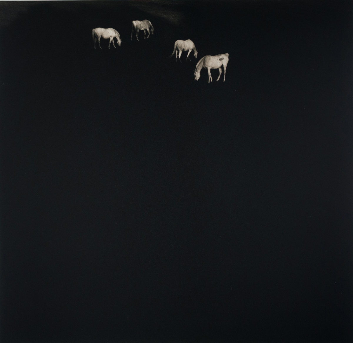 White Horses, Panola County, MS