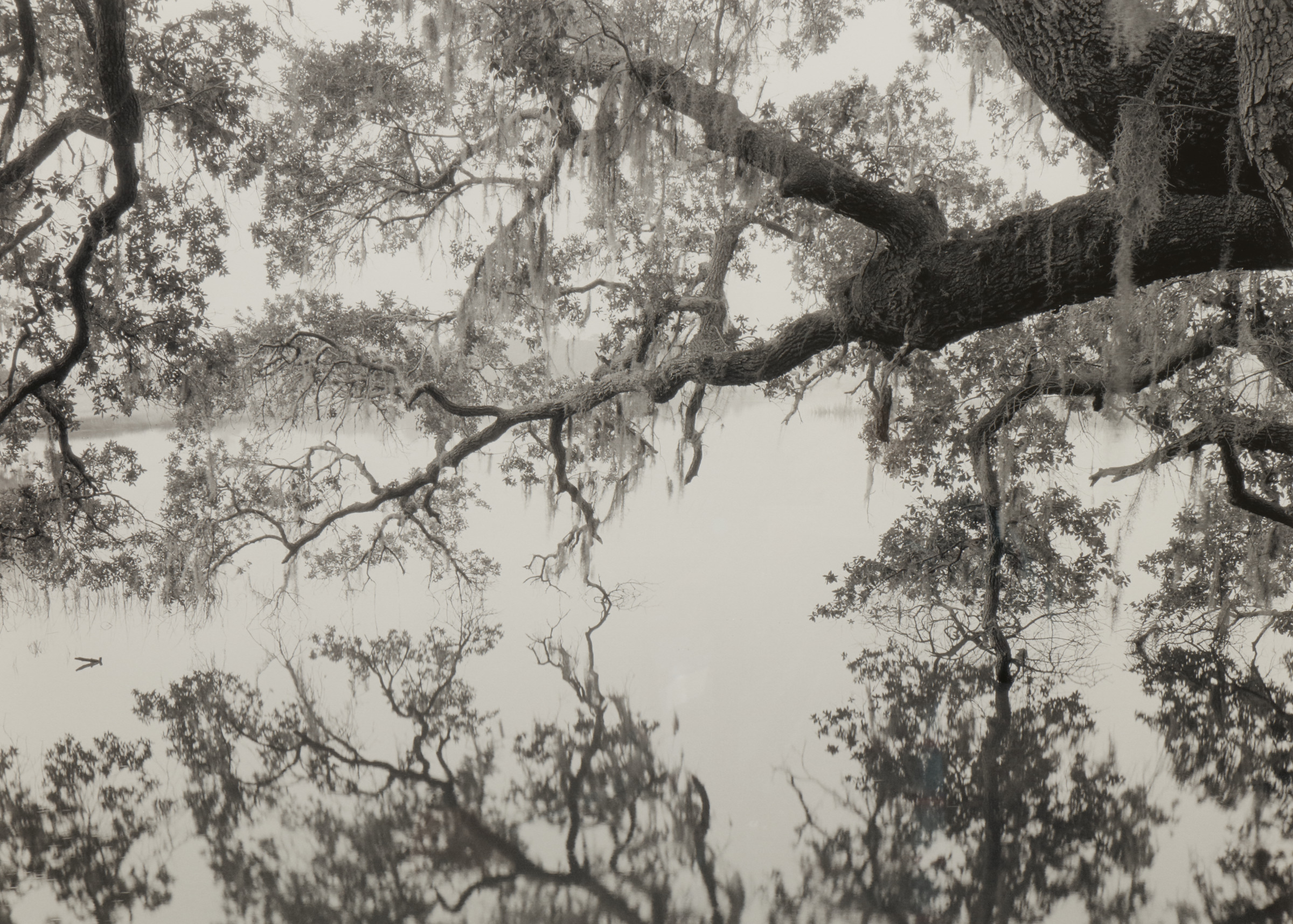 Oak Limb Reflections
