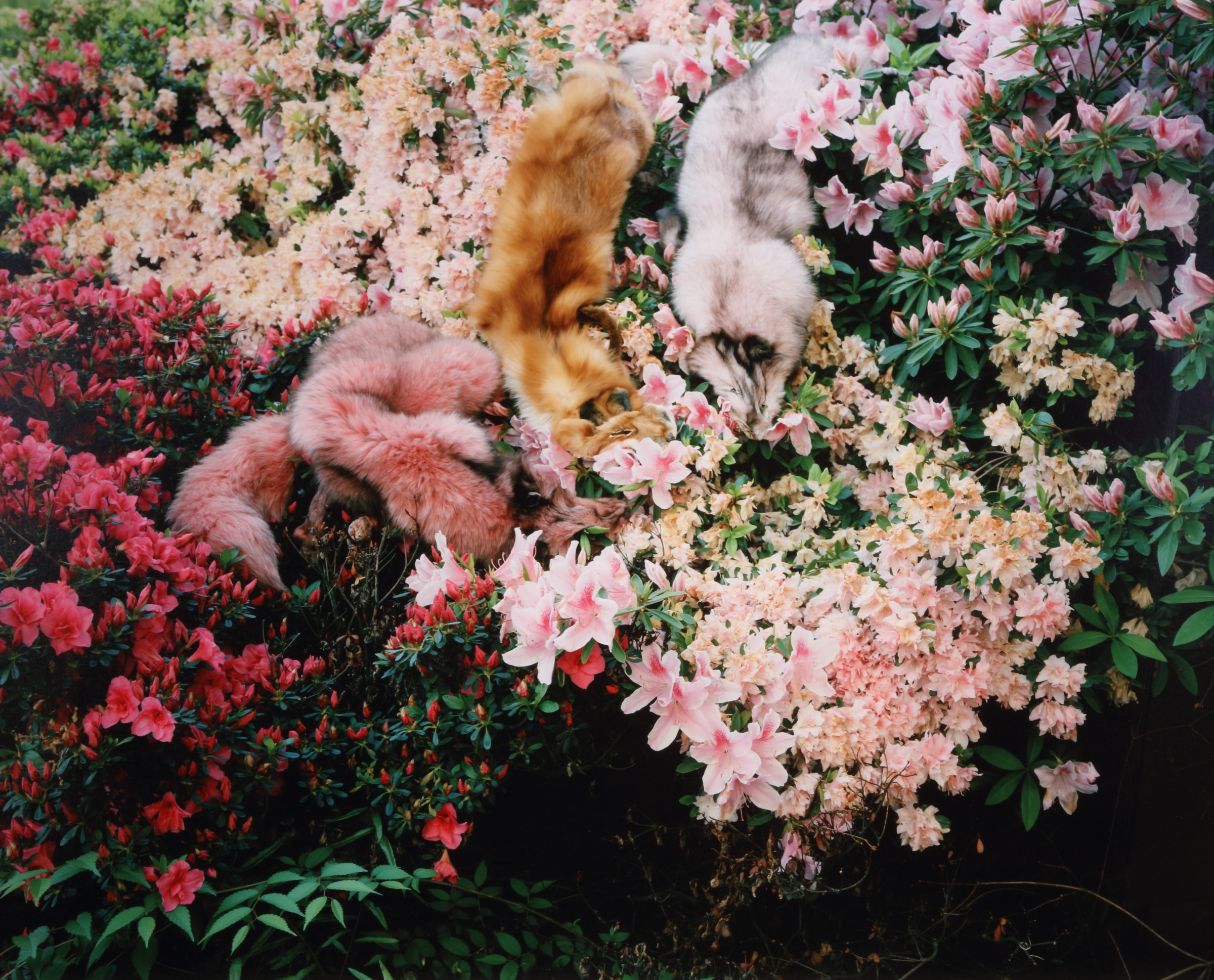 Foxes and Azalea