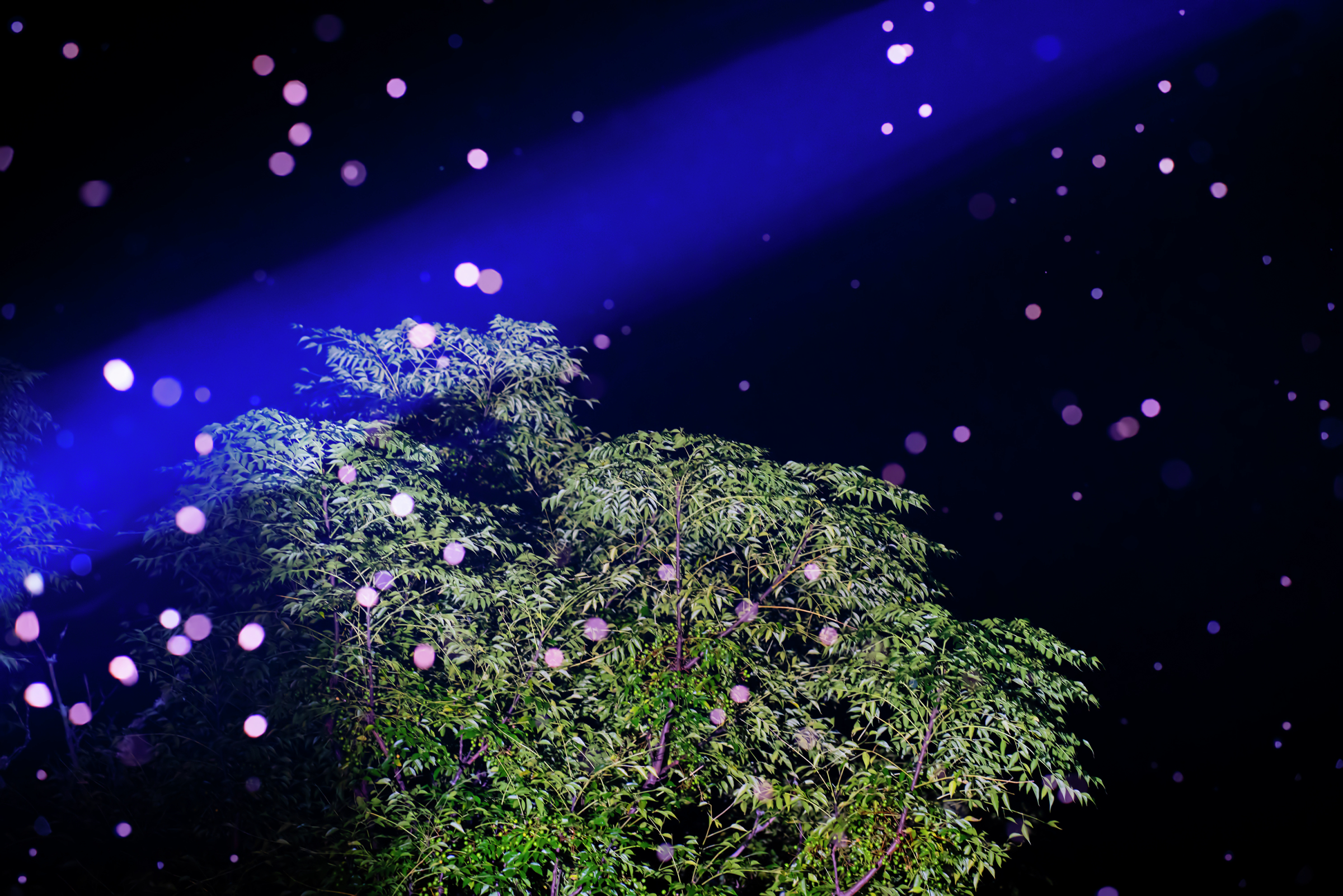 Greener Grass, Gay, Georgia