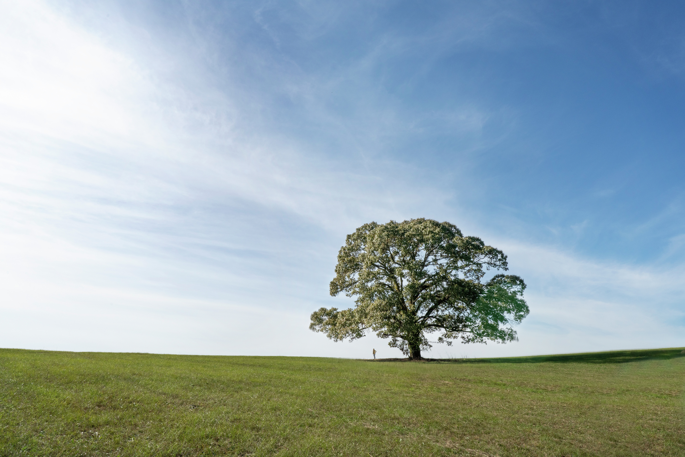 Doodle, Buhl, Alabama