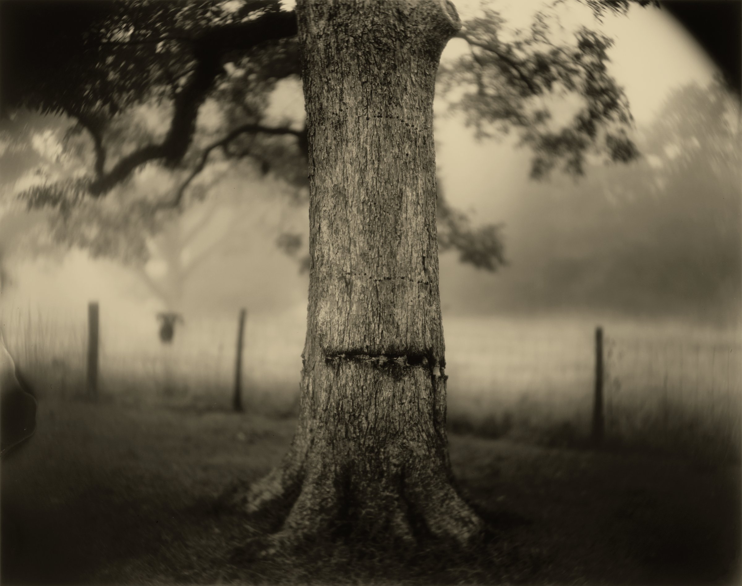 Deep South, Untitled (Scarred Tree)