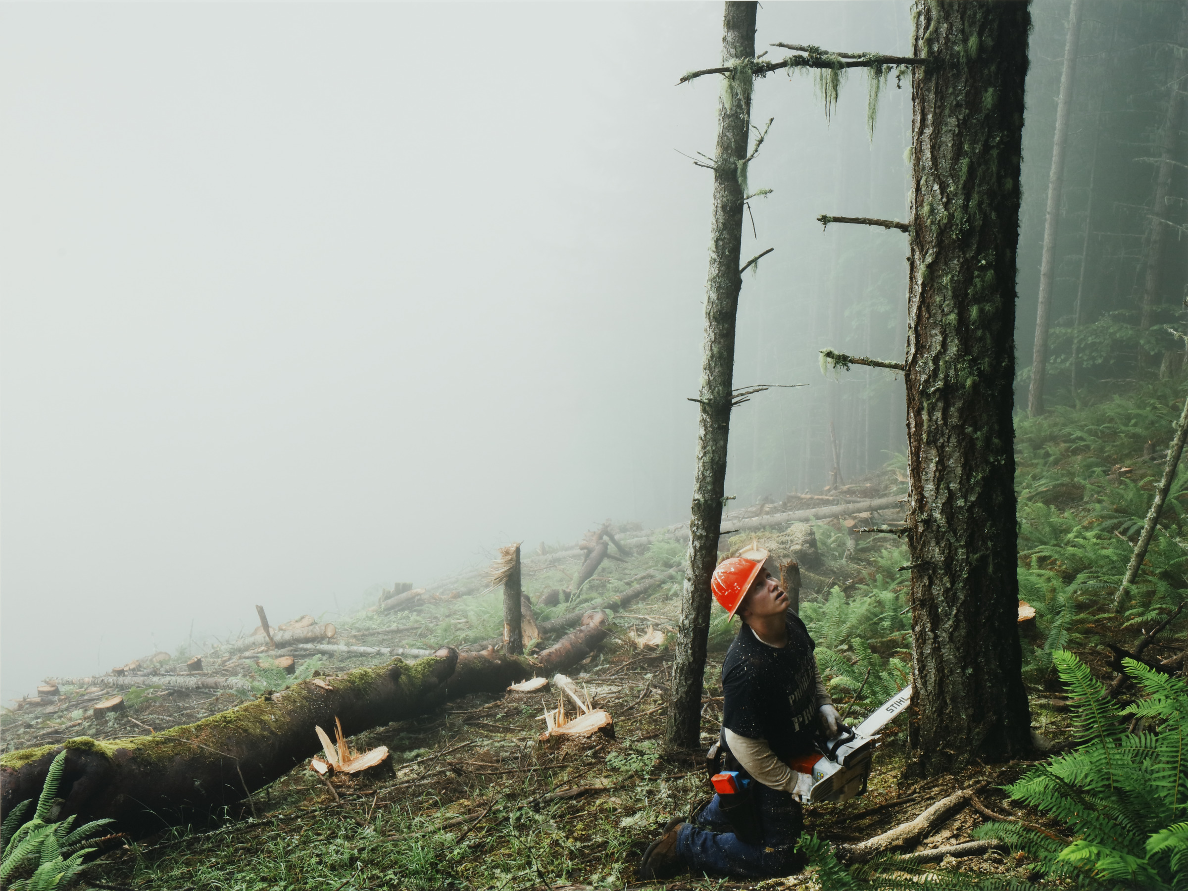 Nate Clearcutting a Forest Planted 60 Years Earlier, Oregon
