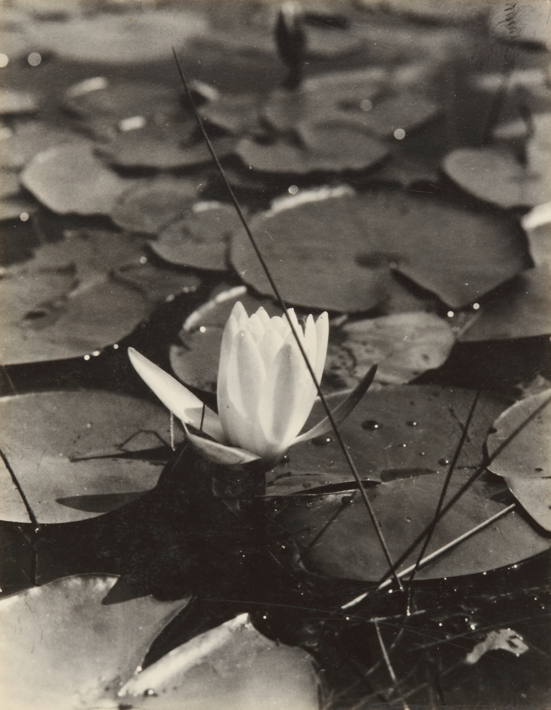 Water Lily, Woods Hole