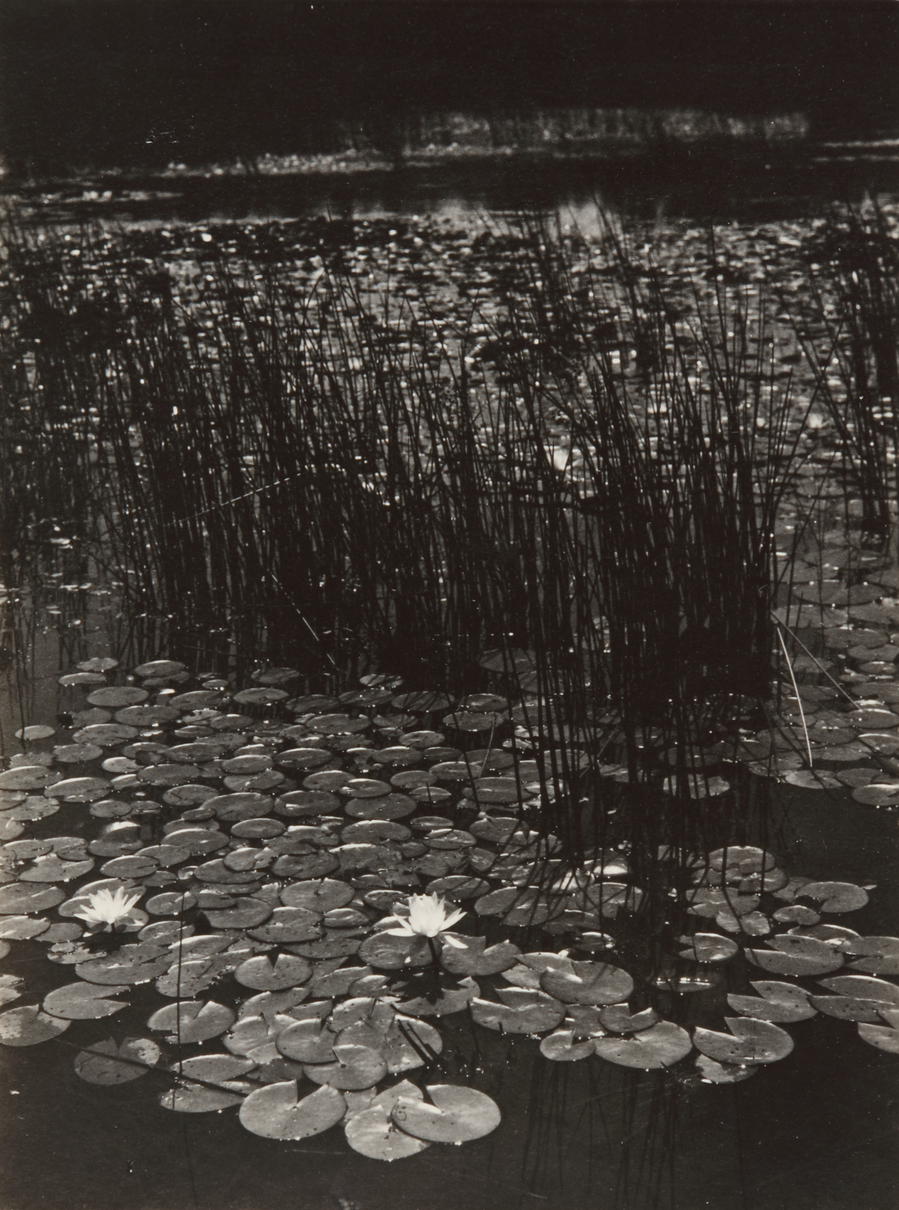Water Lily Pond, Ashumet Farm, Hatchville