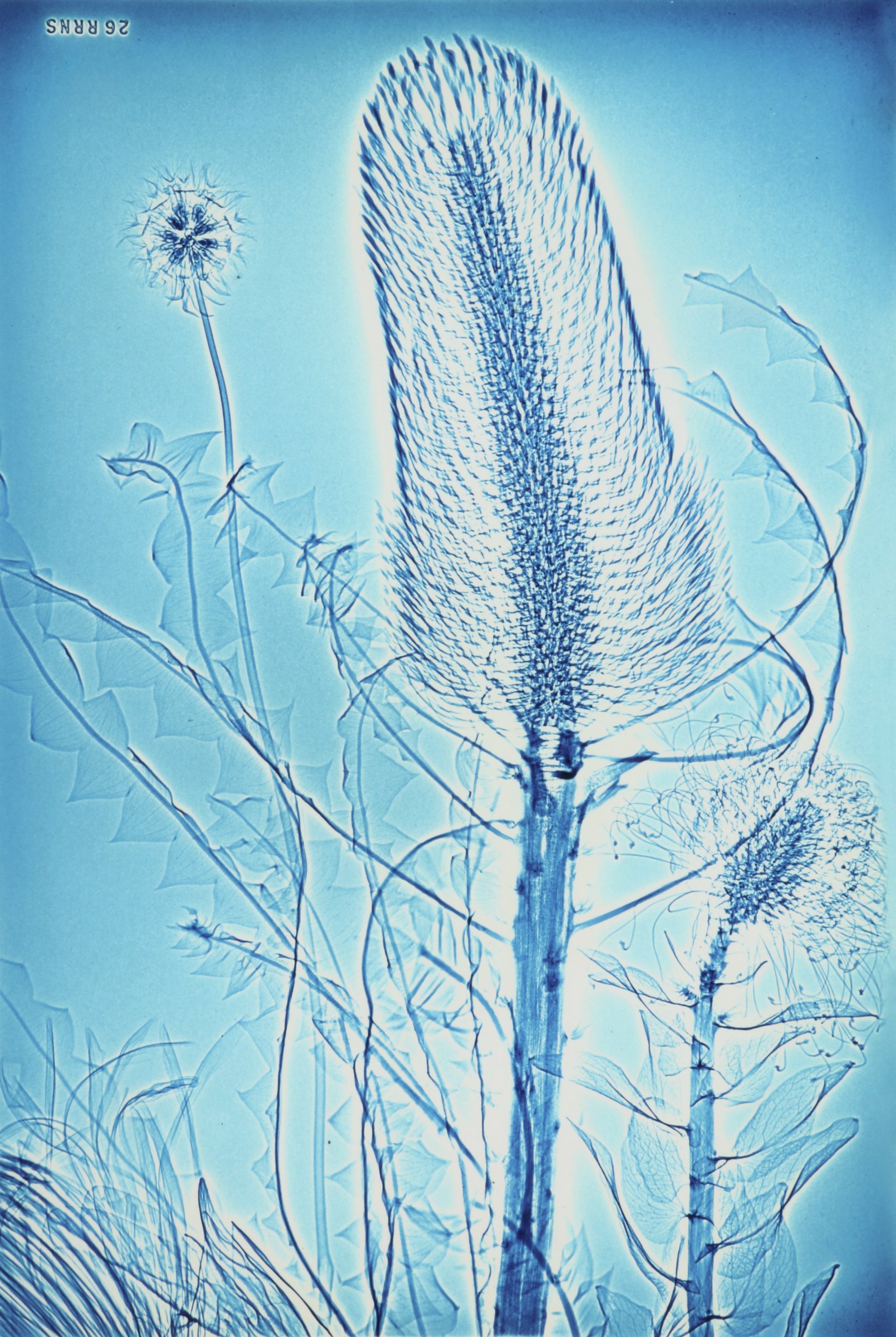 Untitled, from the Lightwork [Xeroradiograph] series