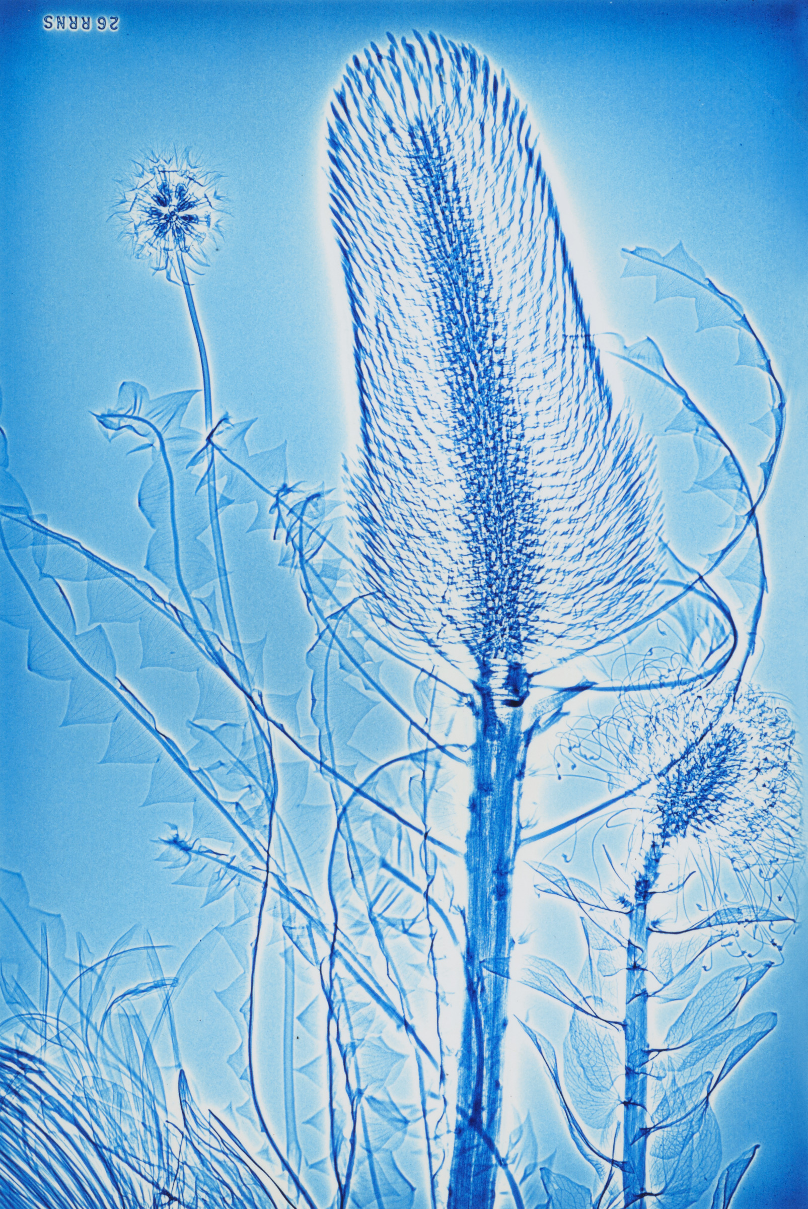 Untitled, from the Lightwork [Xeroradiograph] series