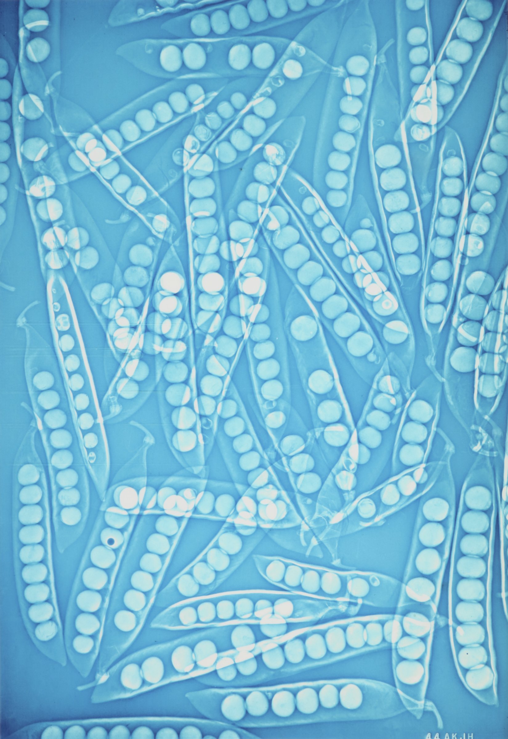 Untitled, from the Lightwork [Xeroradiograph] series