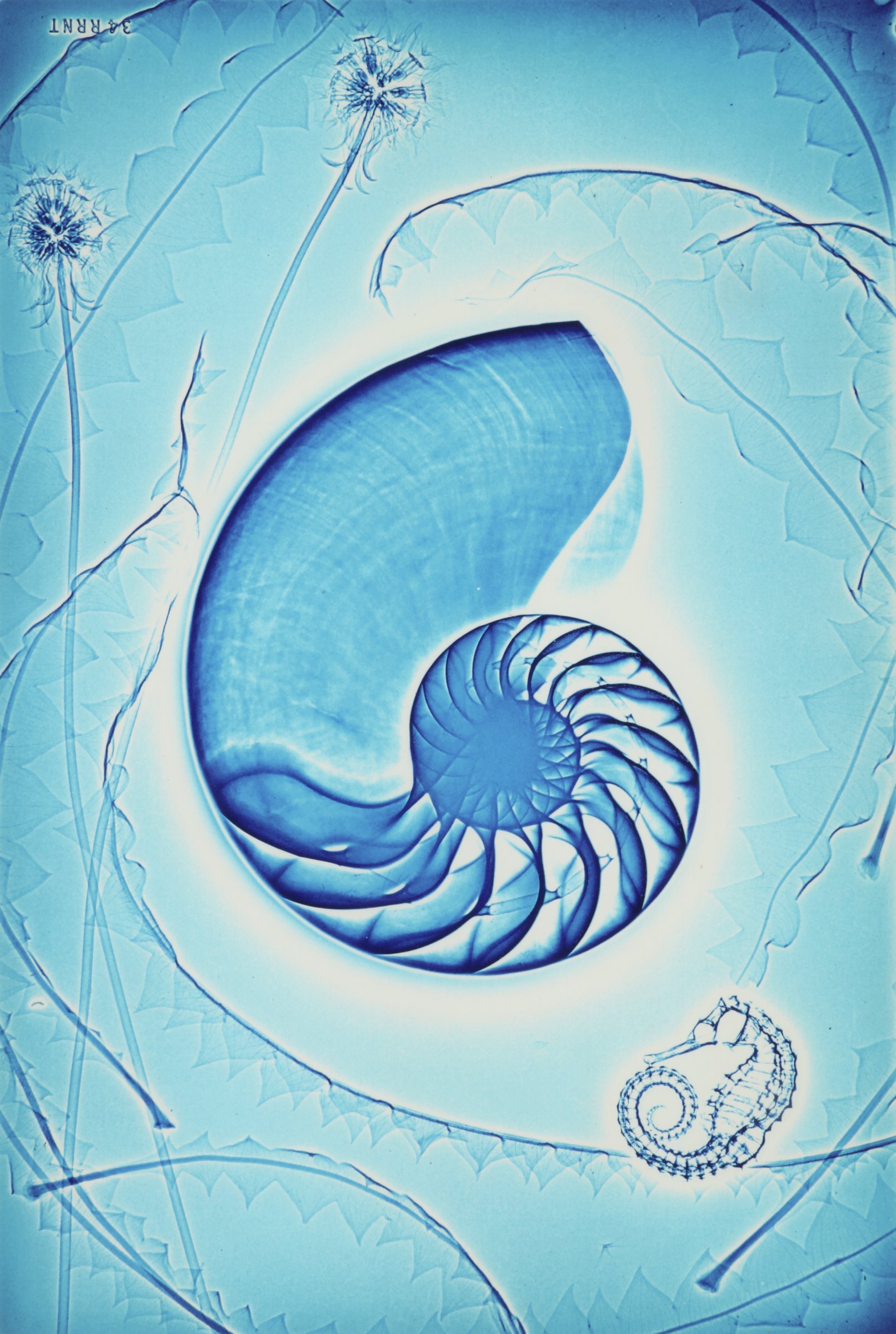 Untitled, from the Lightwork [Xeroradiograph] series