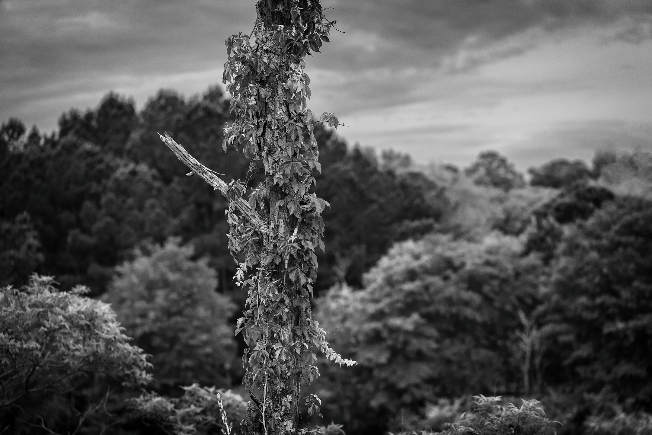 Breath, from the Invisible Empire series