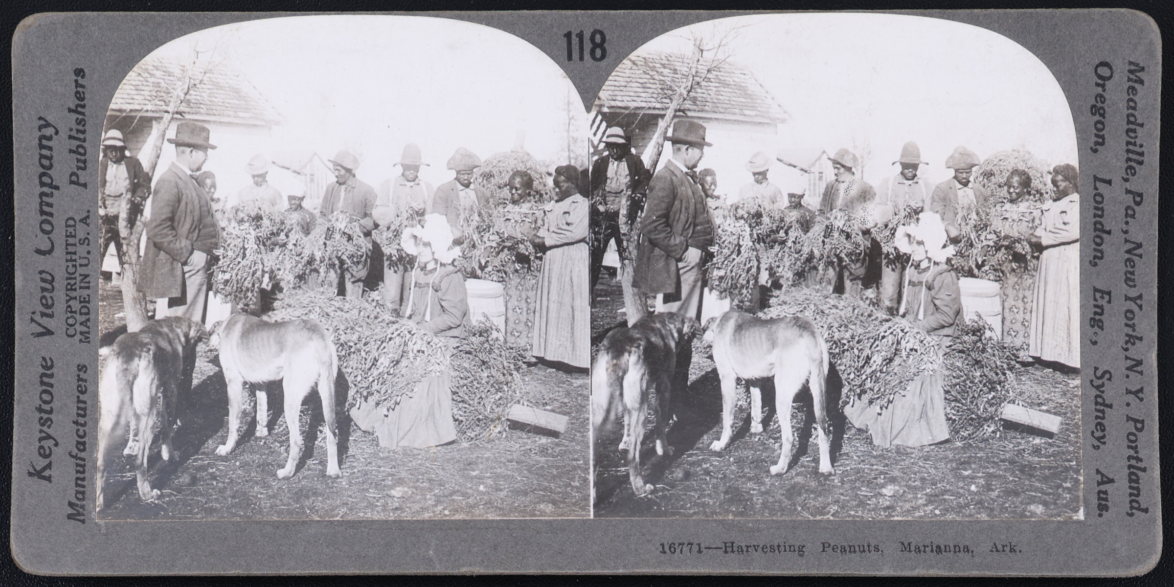 Harvesting Peanuts, Marianna, Ark.