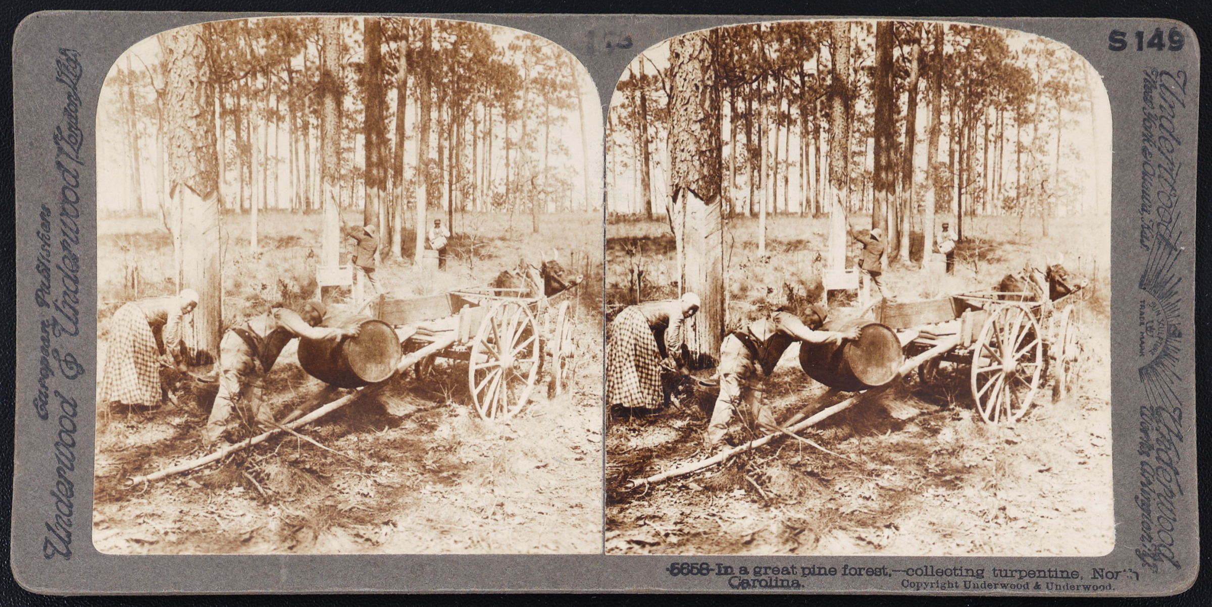 In a great pine forest, – collecting turpentine, North Carolina