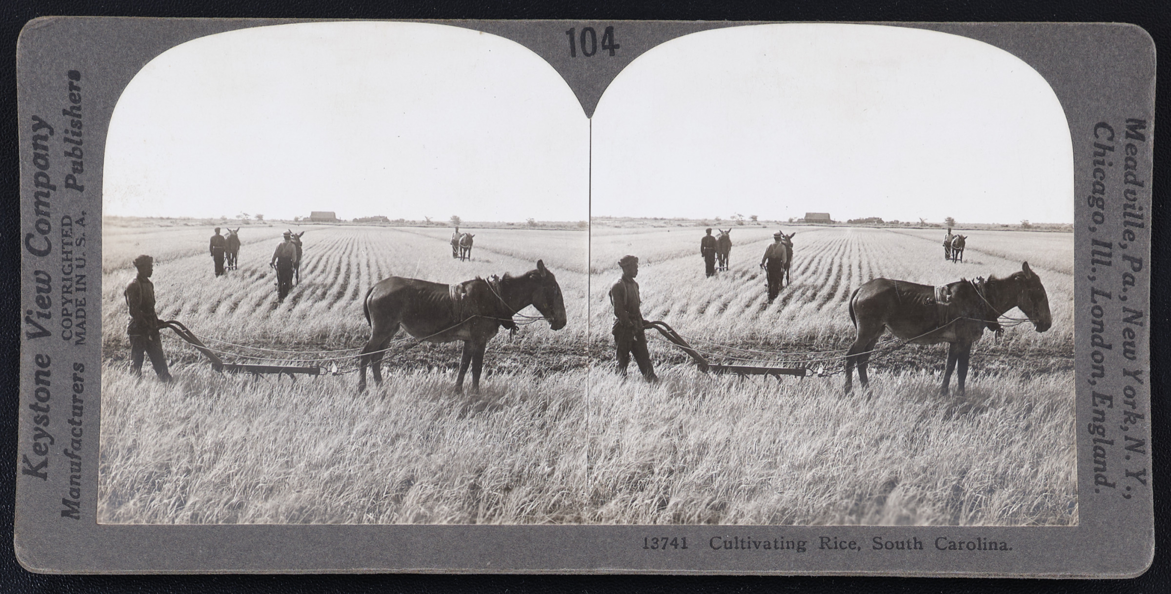 Cultivating Rice. South Carolina