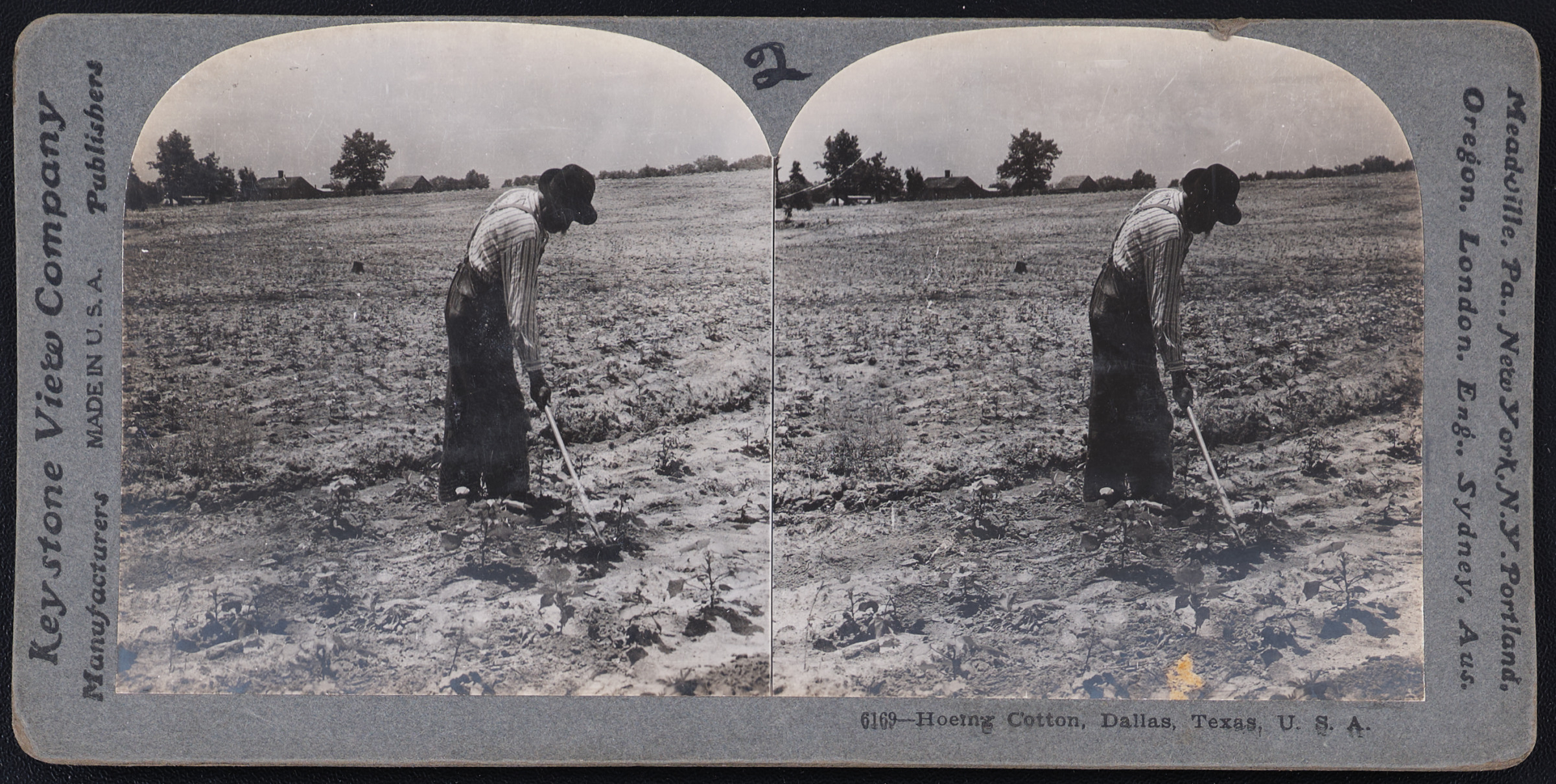 Hoeing Cotton, Dallas, Texas, U.S.A.