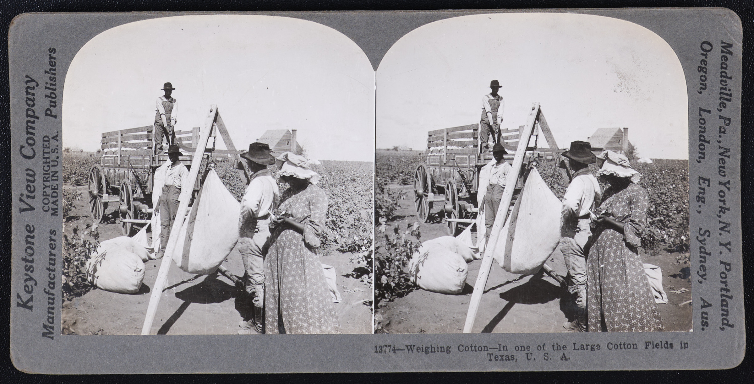 Weighing Cotton – In one of the Large Cotton Fields in Texas, U.S.A.