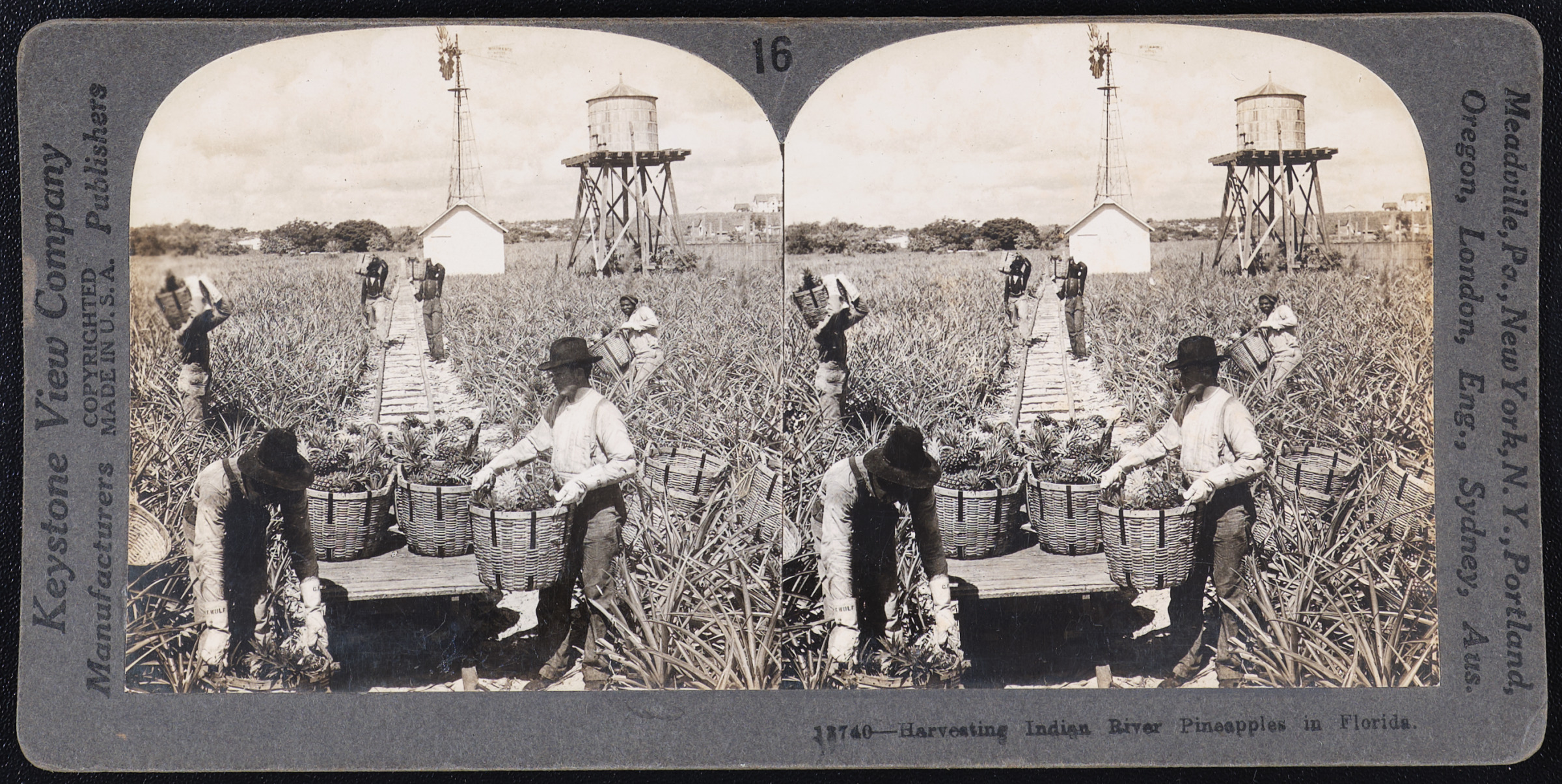 Harvesting Indian River Pineapples in Florida