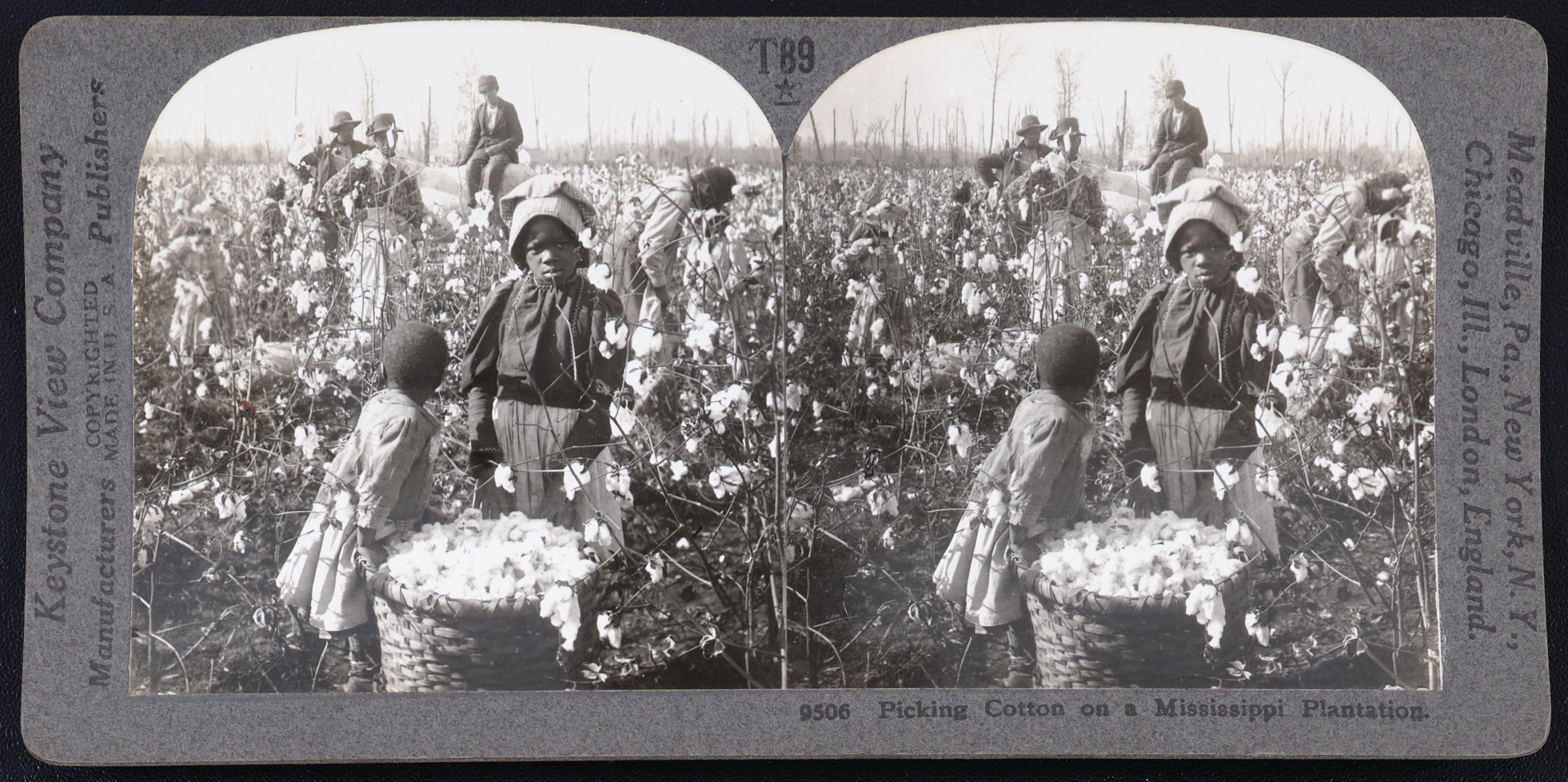 Picking Cotton on a Mississippi Plantation