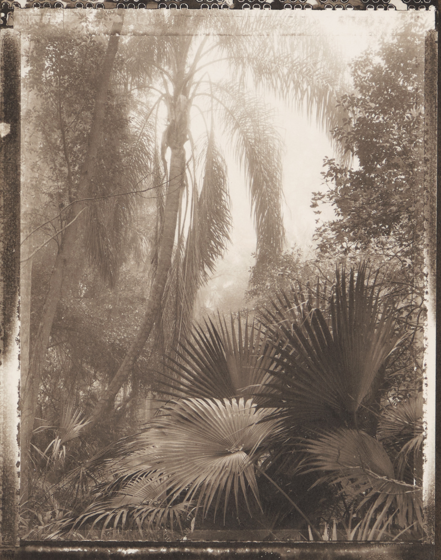 Palm Tree, Meade Garden