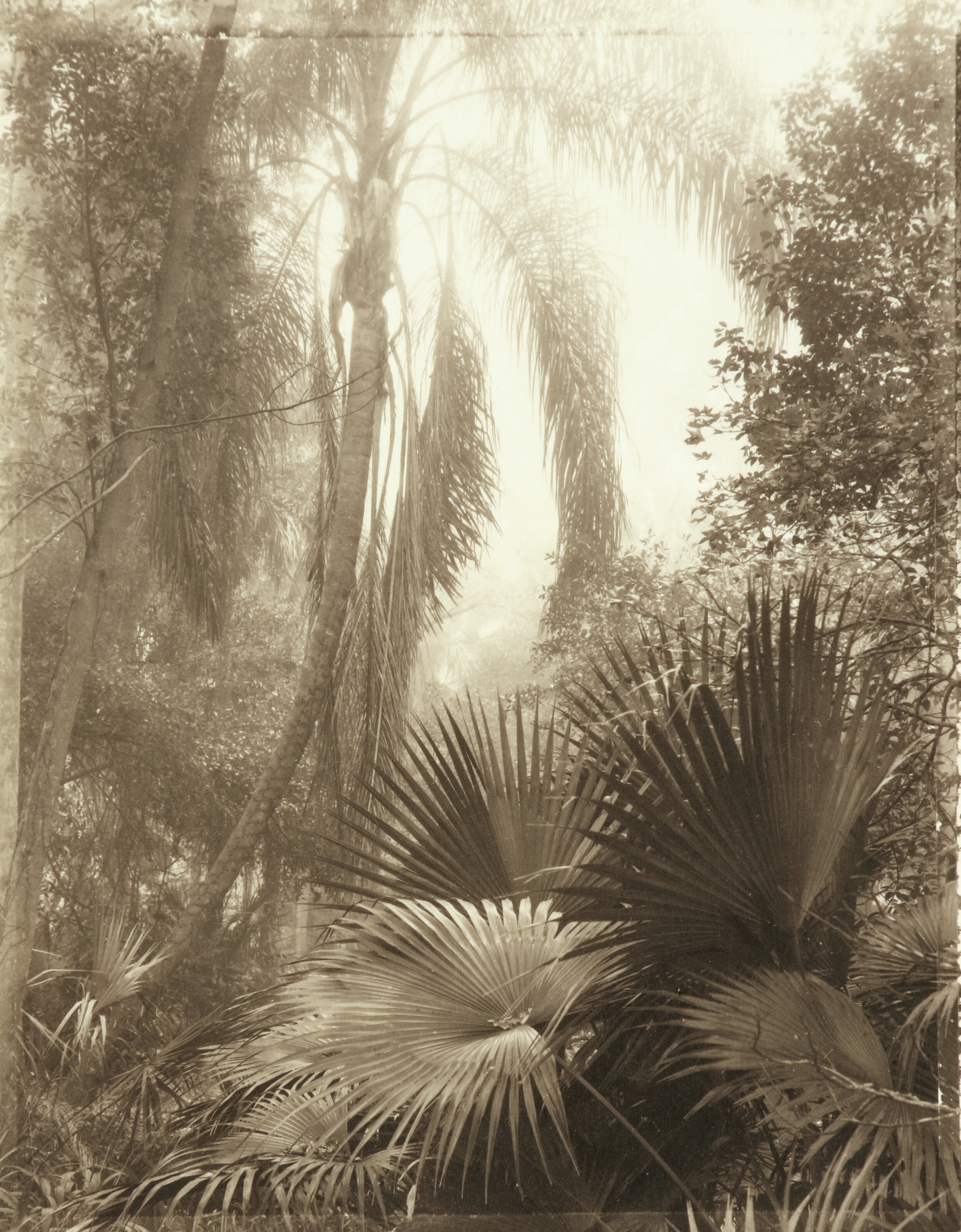 Palm Tree, Meade Garden