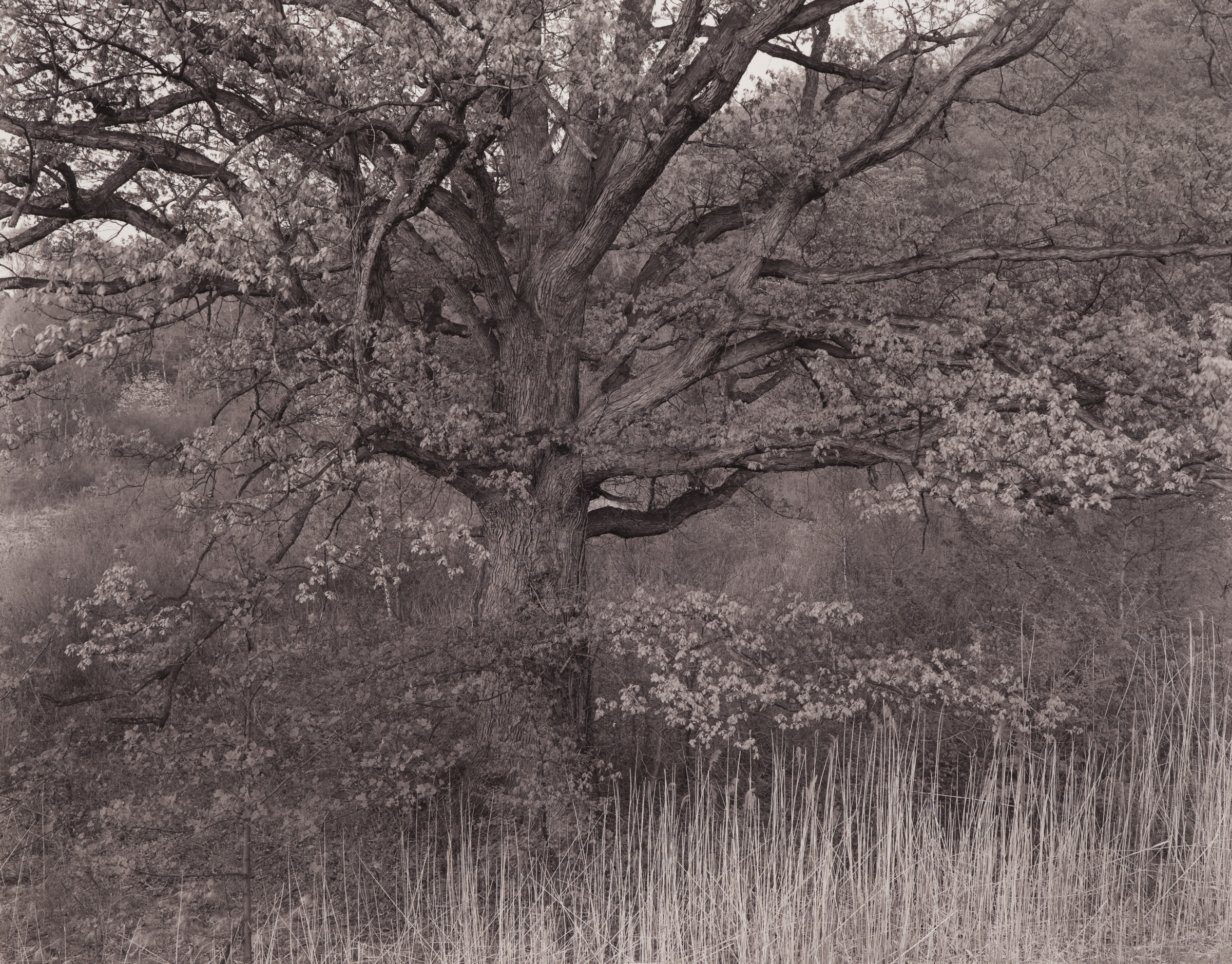 Oak Tree, N. J. Oak Tree, N. J.