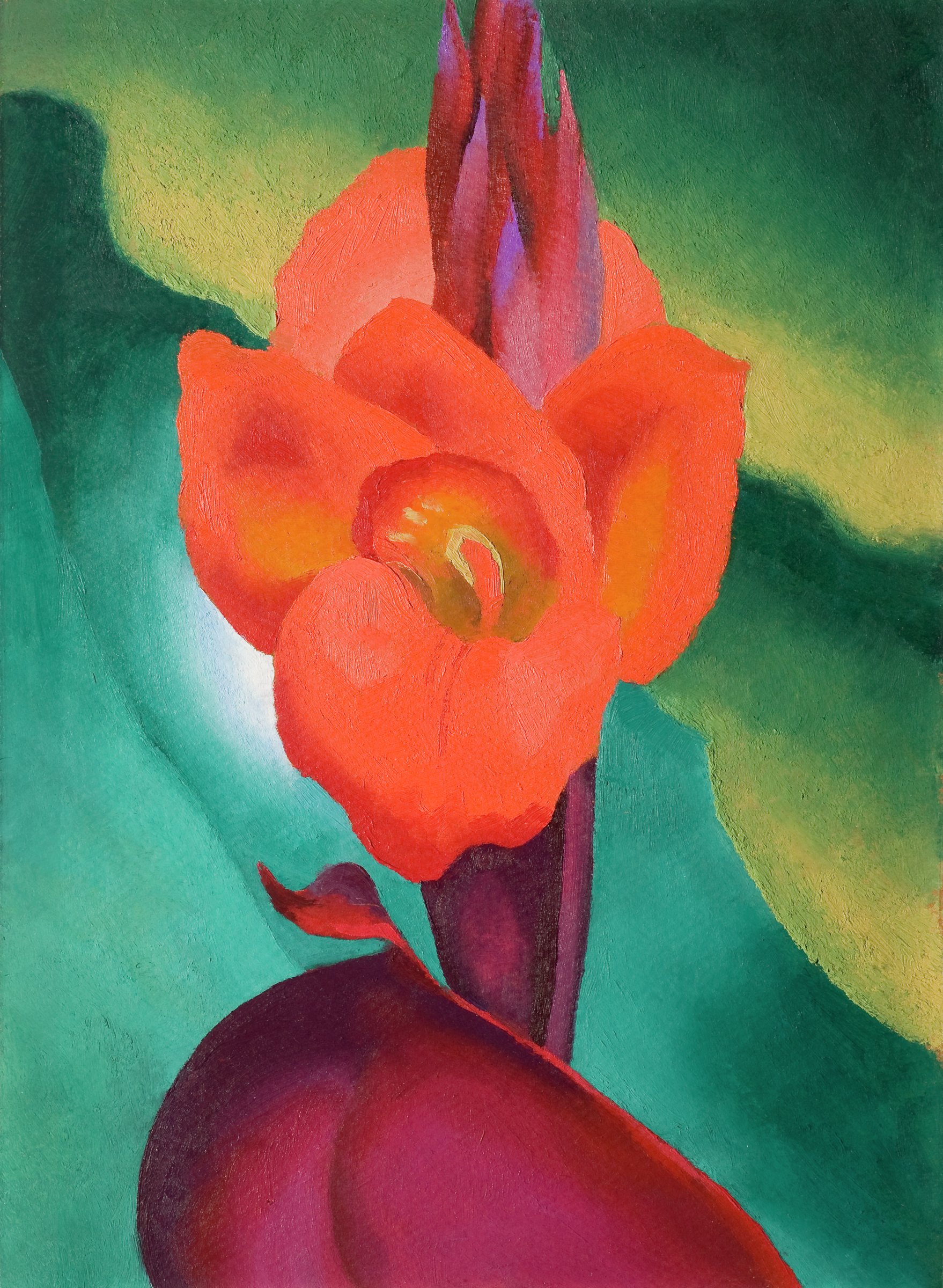 Red Canna