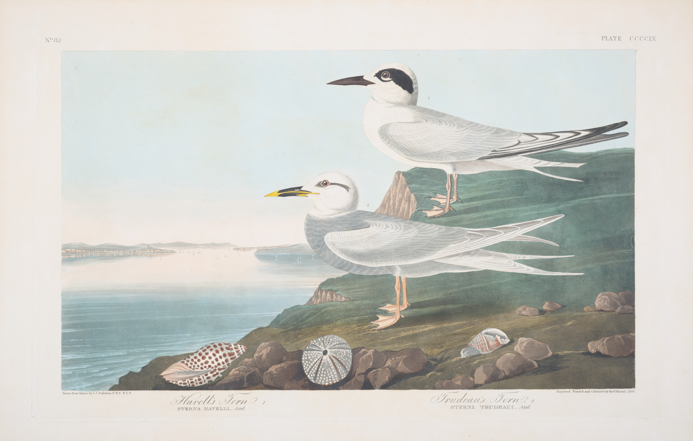 Havell’s Tern and Trudeau’s Tern