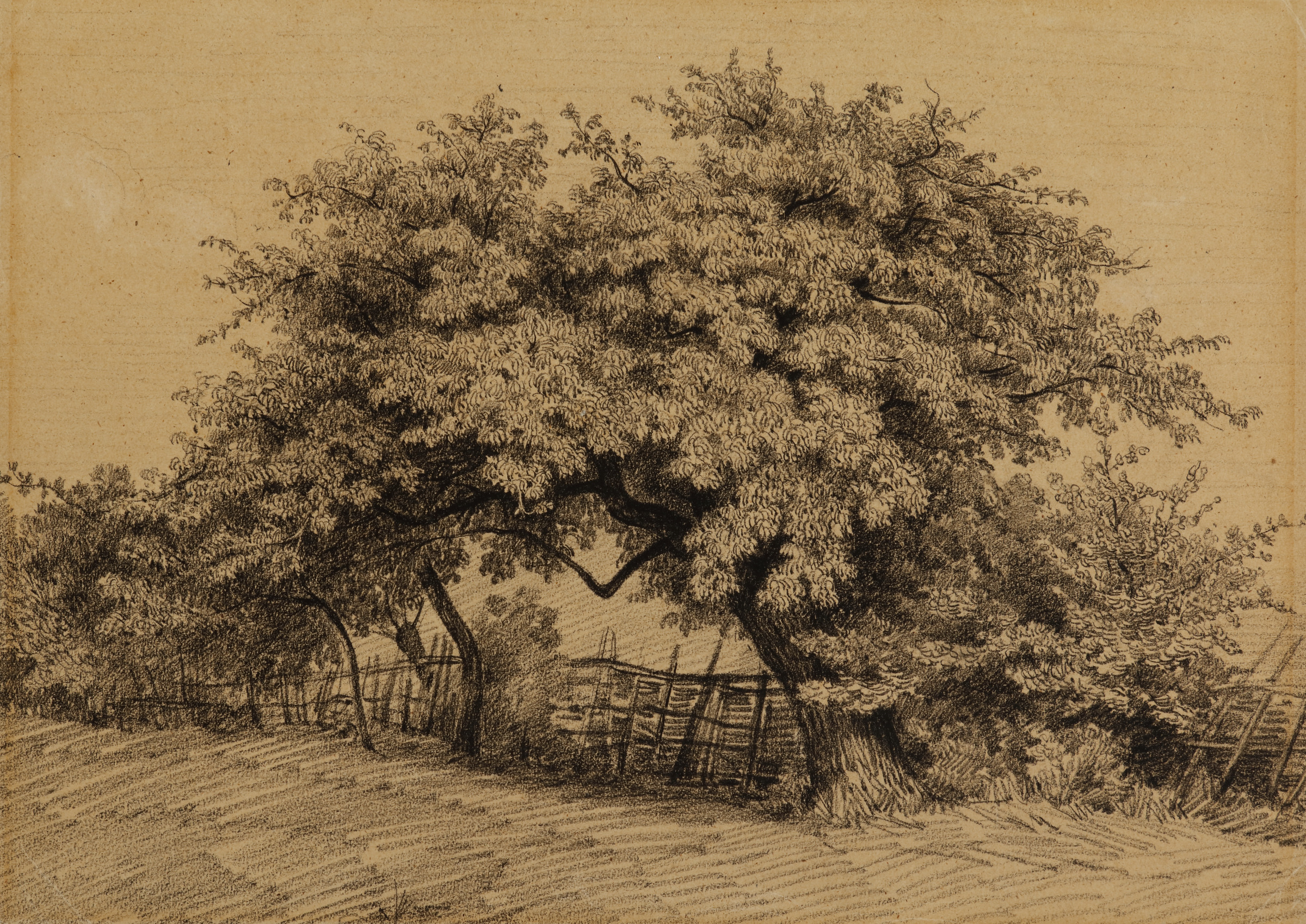 Study of a Tree