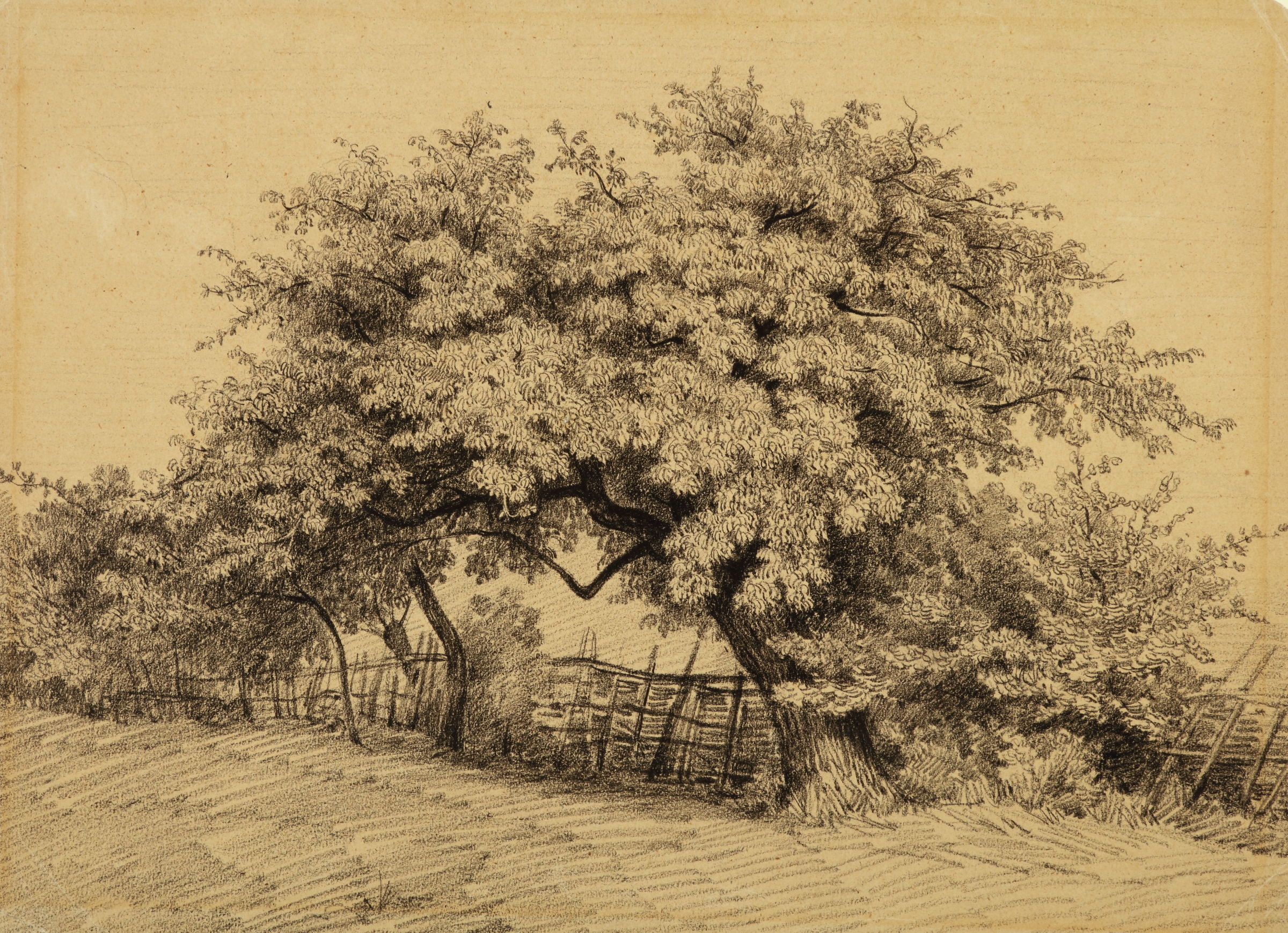Study of a Tree