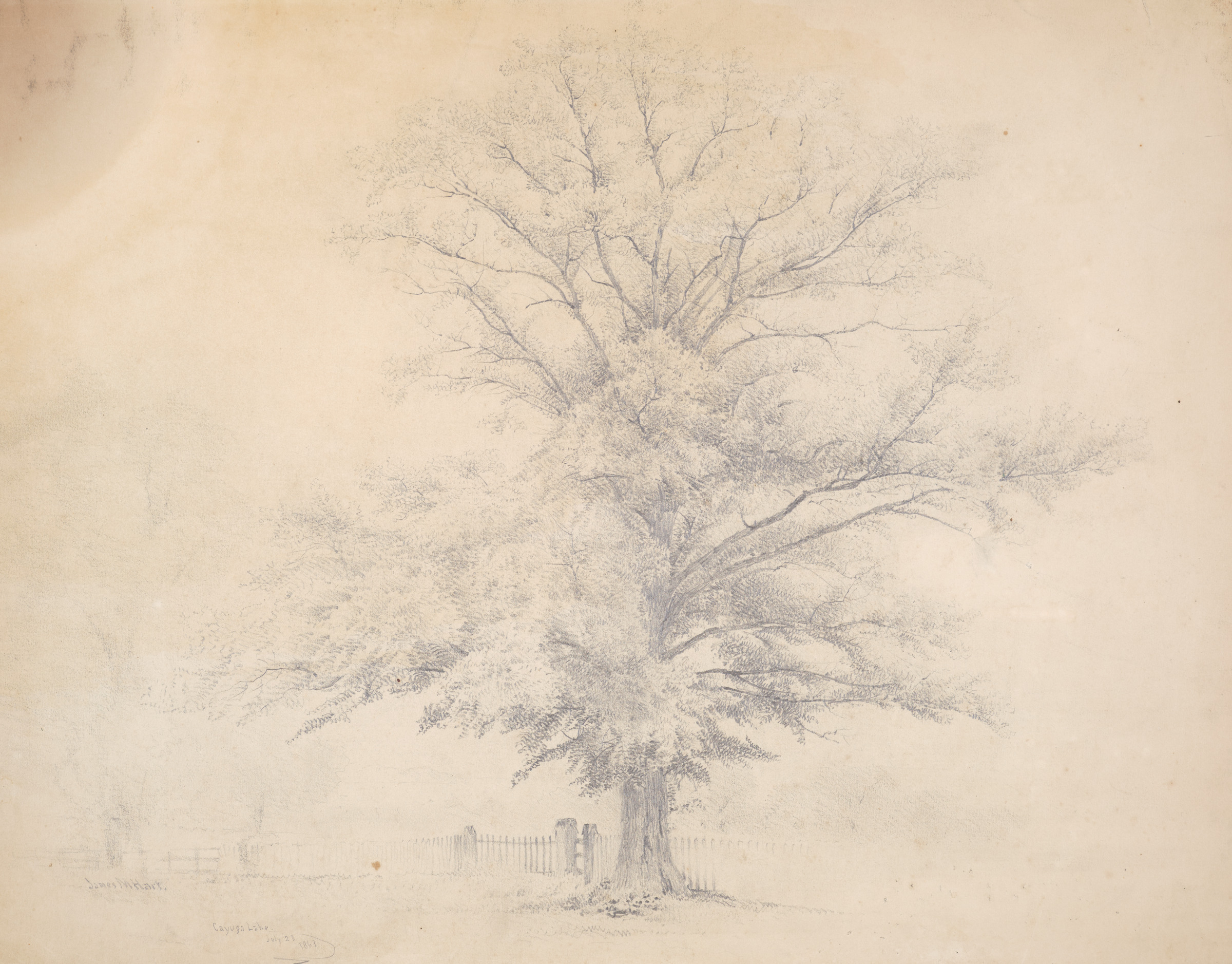 Tree and Picket Fence