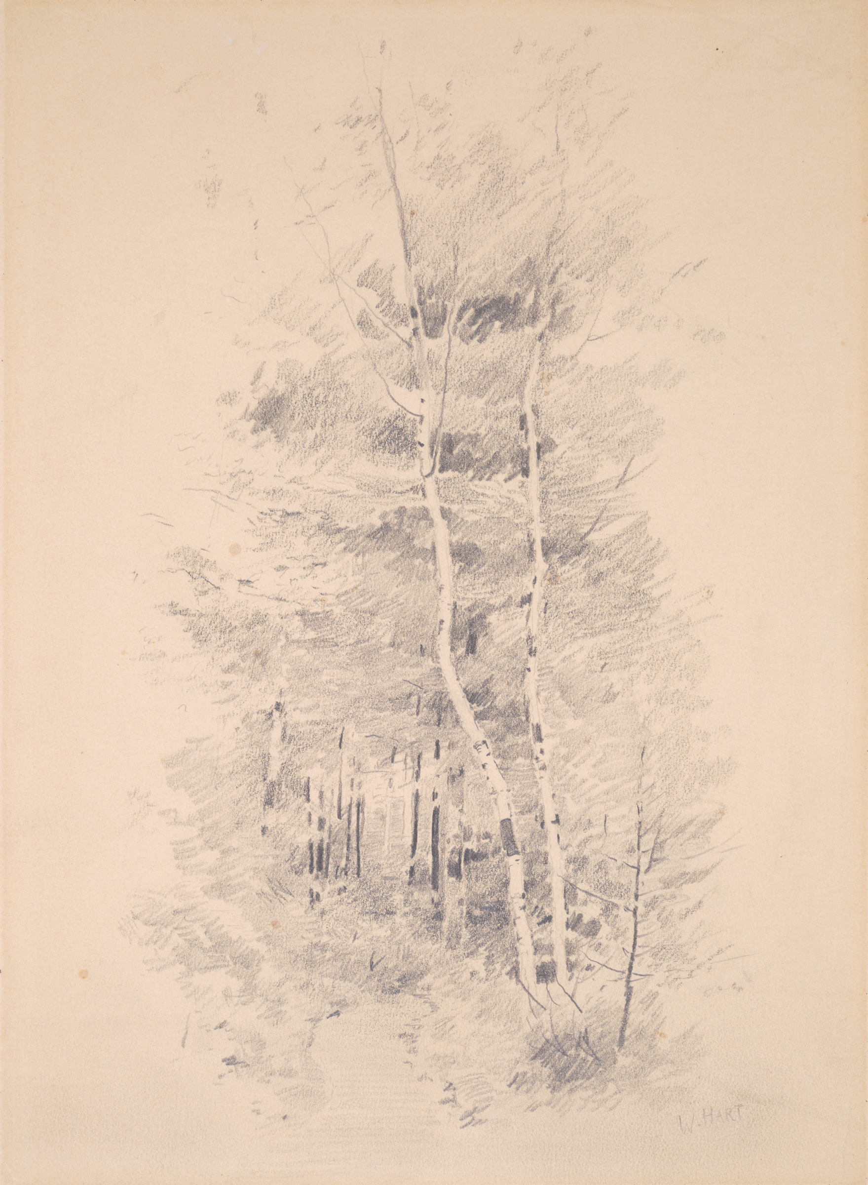 Birch Tree