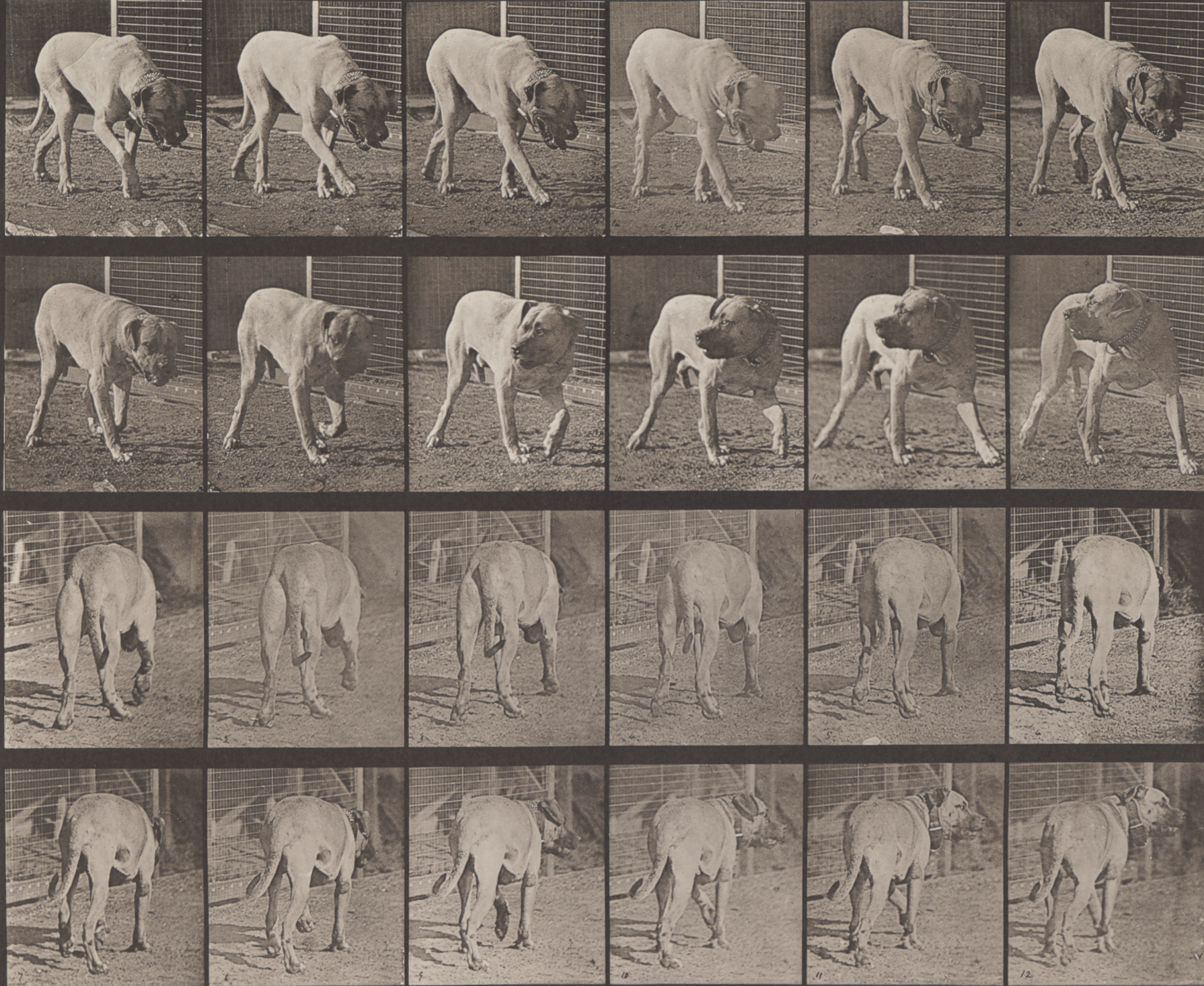 Plate 703 from the series “Animal Locomotion” (Dog Walking)