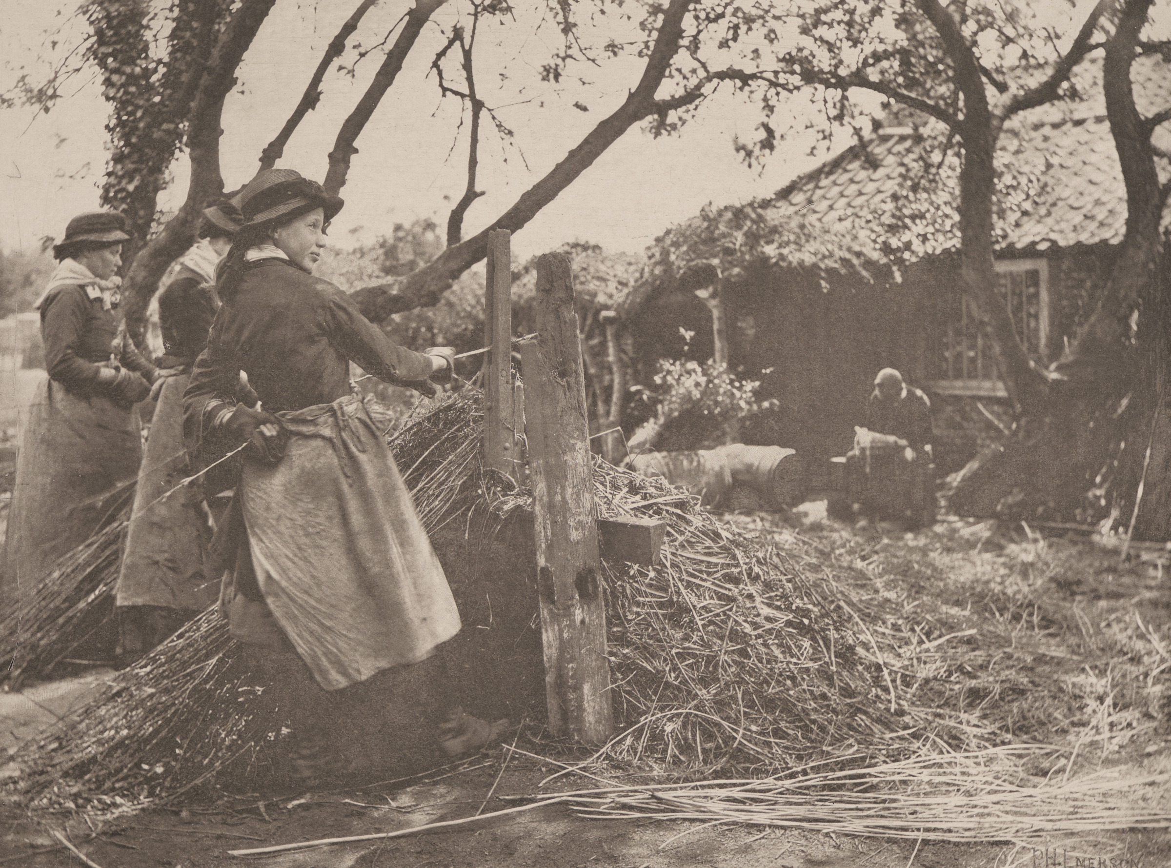 Osier Peeling (Norfolk)