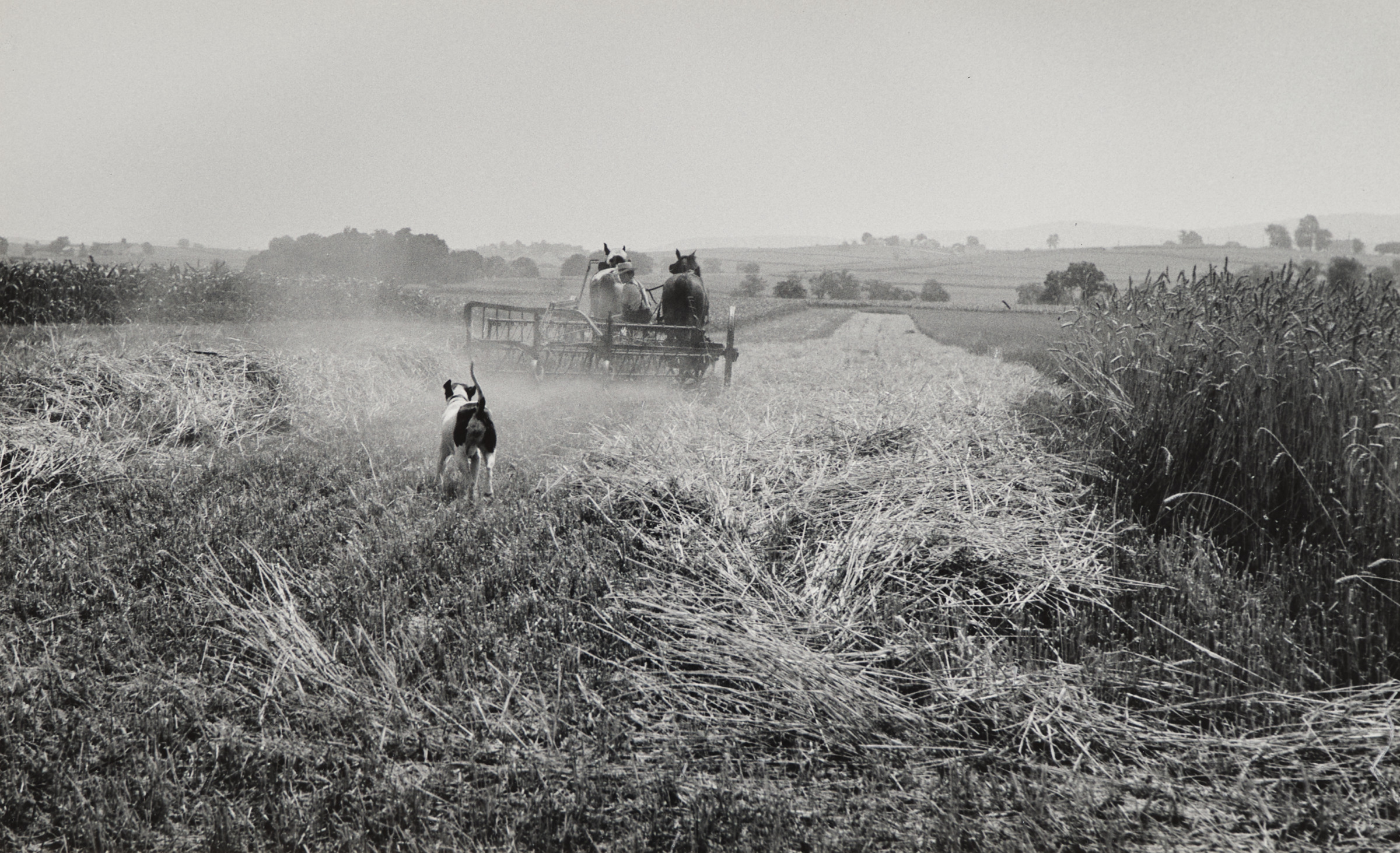 Dog Chasing Team, Lancaster, Pa