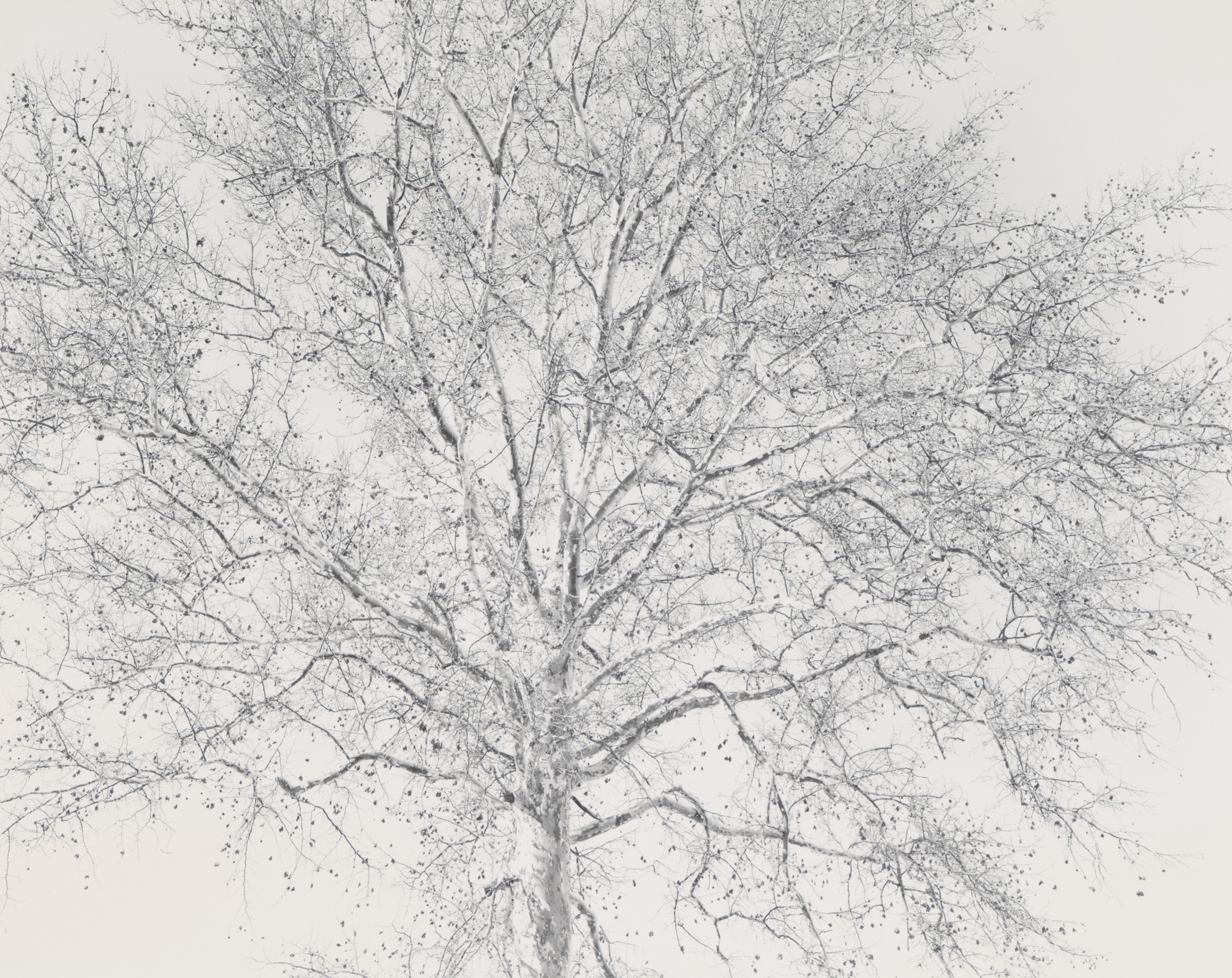 Sycamore Tree, Paterson, N.J.