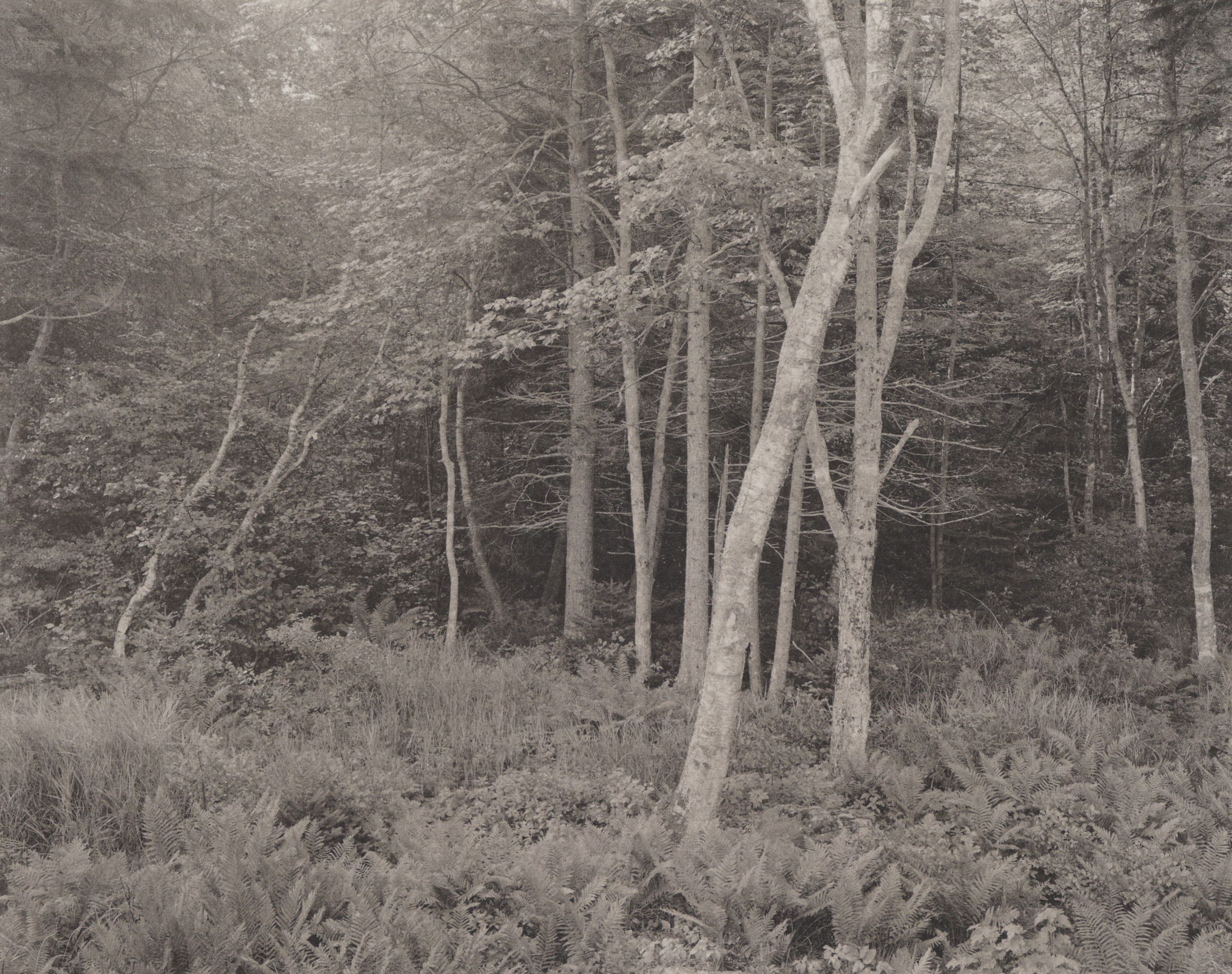 Woods, Port Clyde, Maine