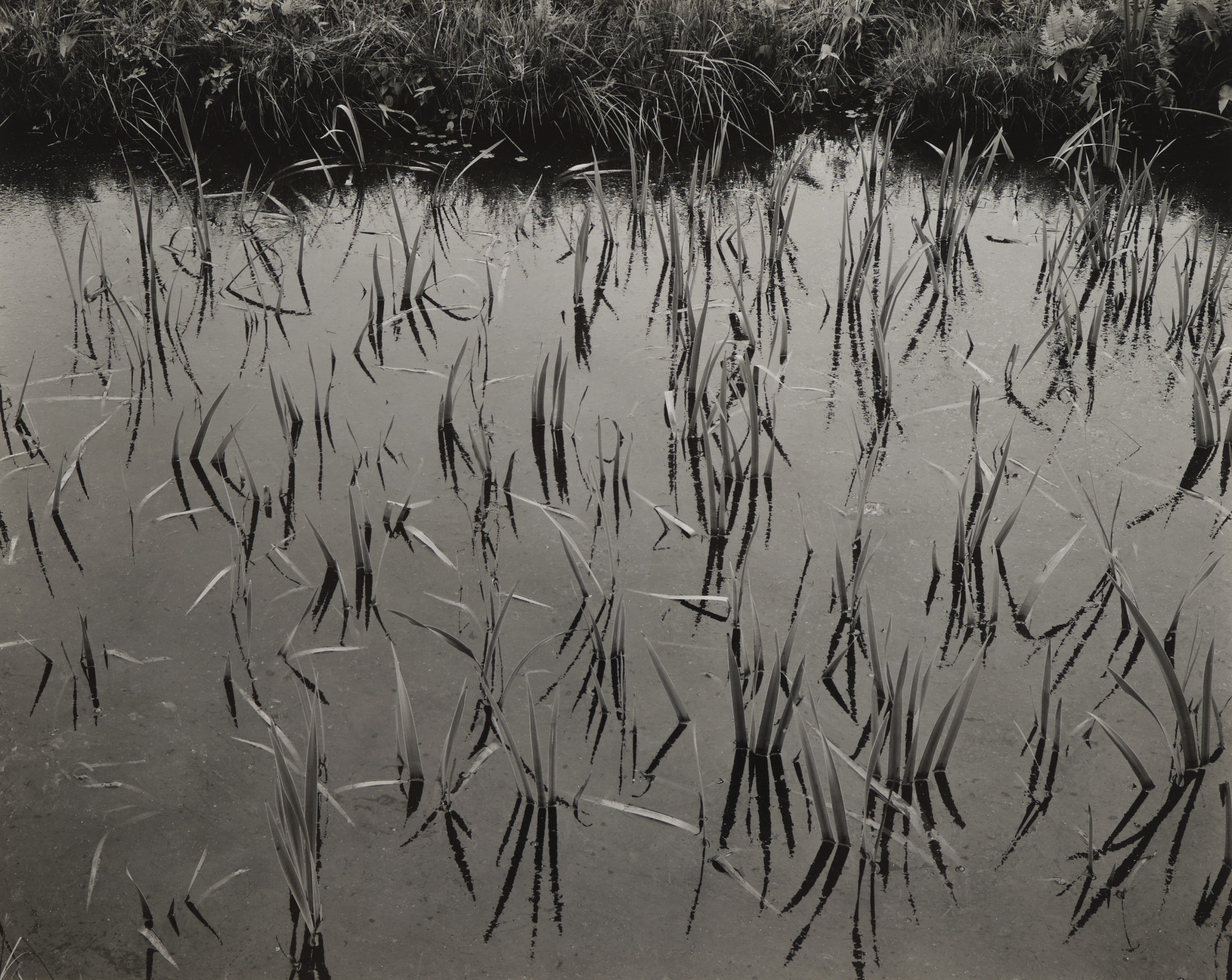 Aquatic Platns #4, N.J.