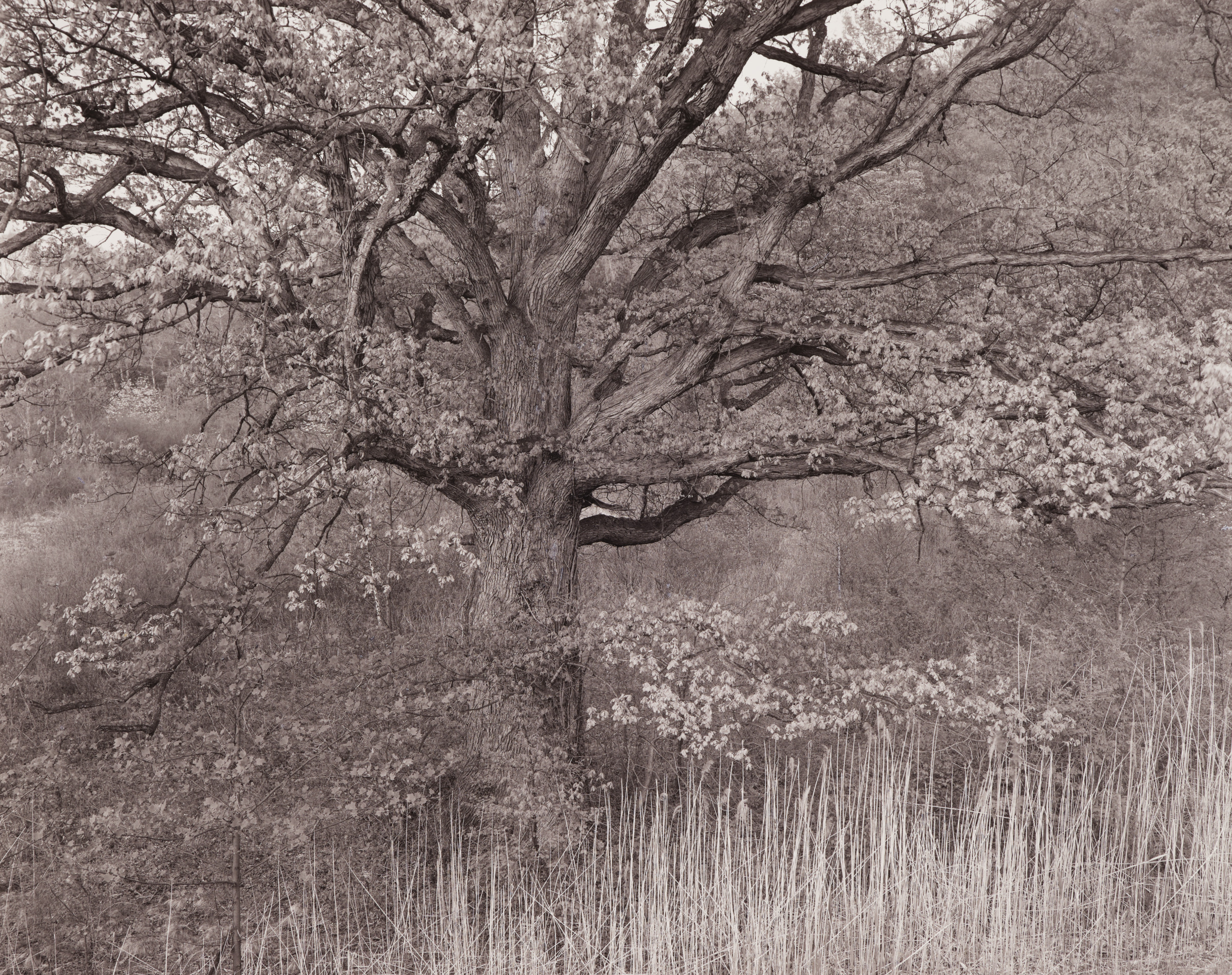 Oak Tree, N.J. Oak Tree, N.J.